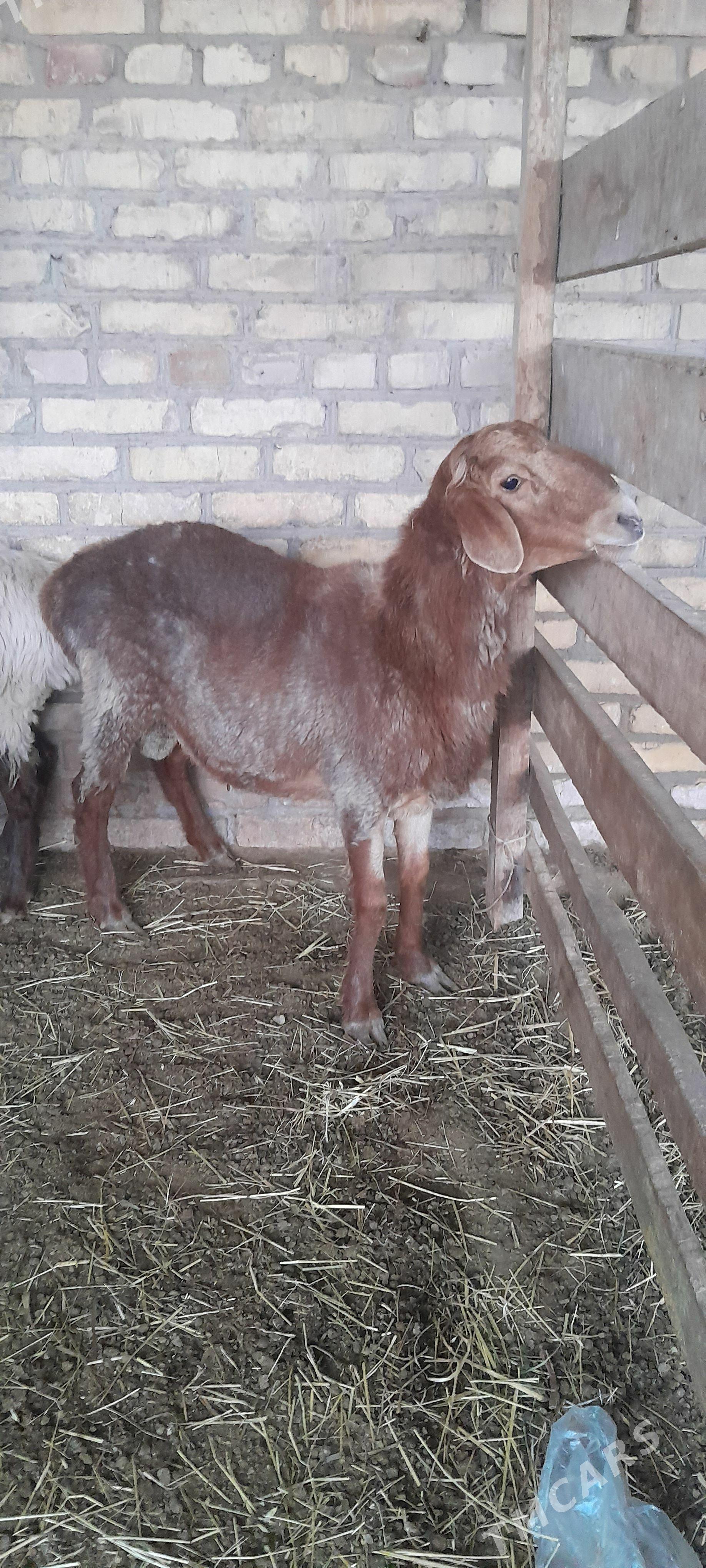Gisar goçgar - Sakar - img 1
