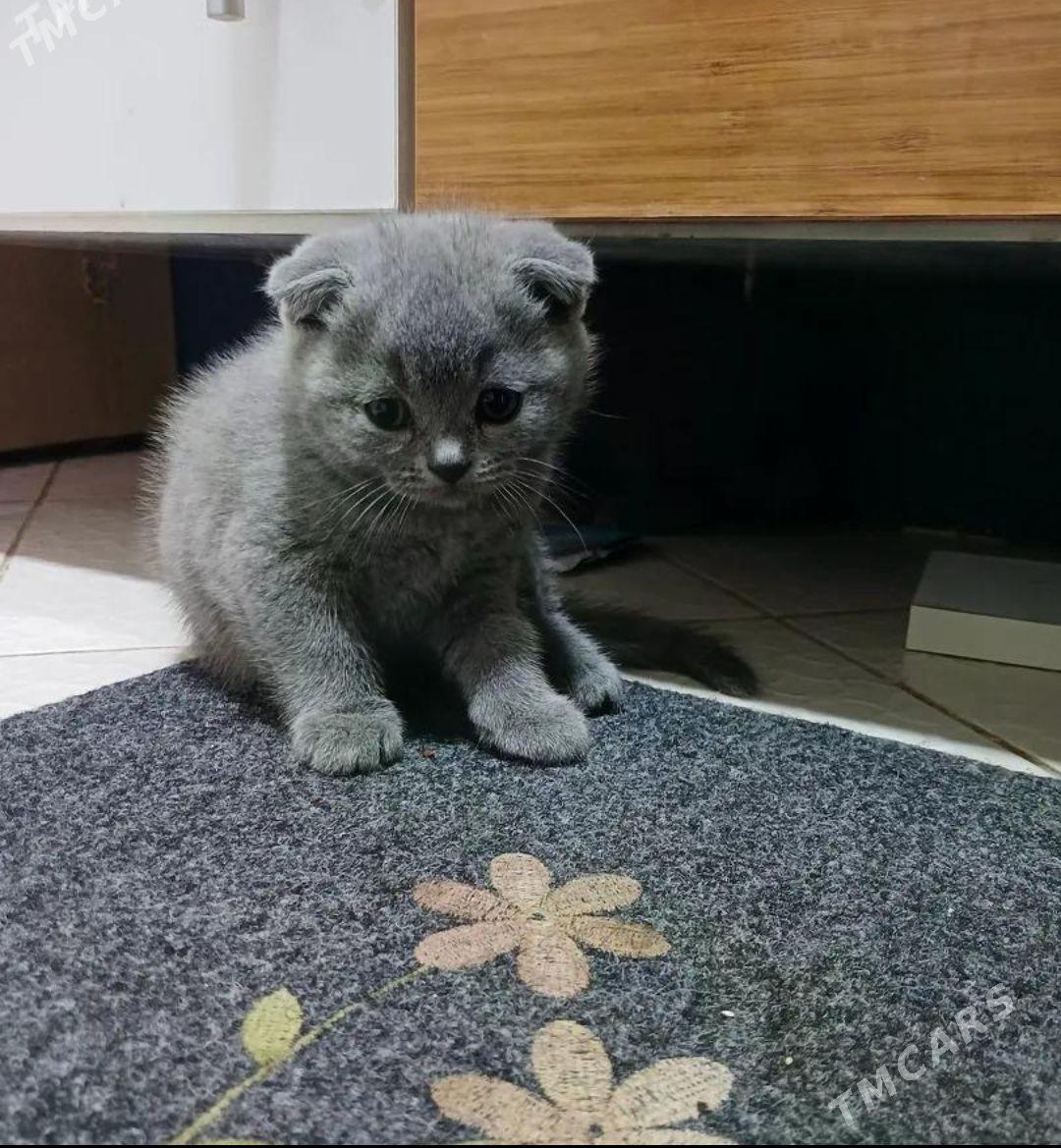 pişik şotlan котёнок - Ашхабад - img 1