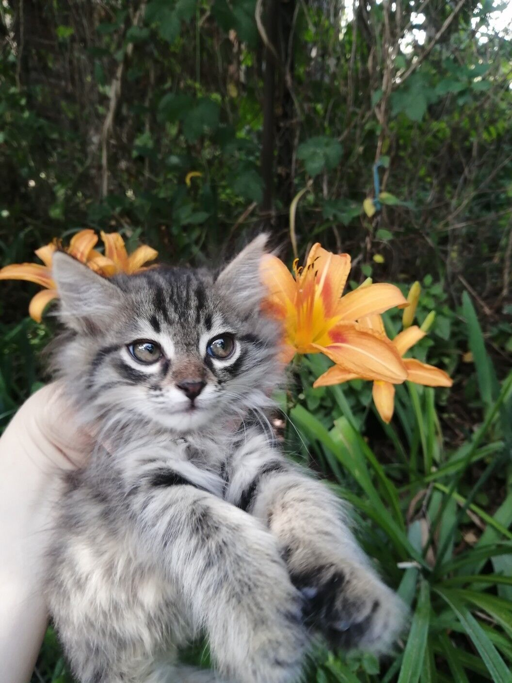 Котята - 30 mkr - img 1