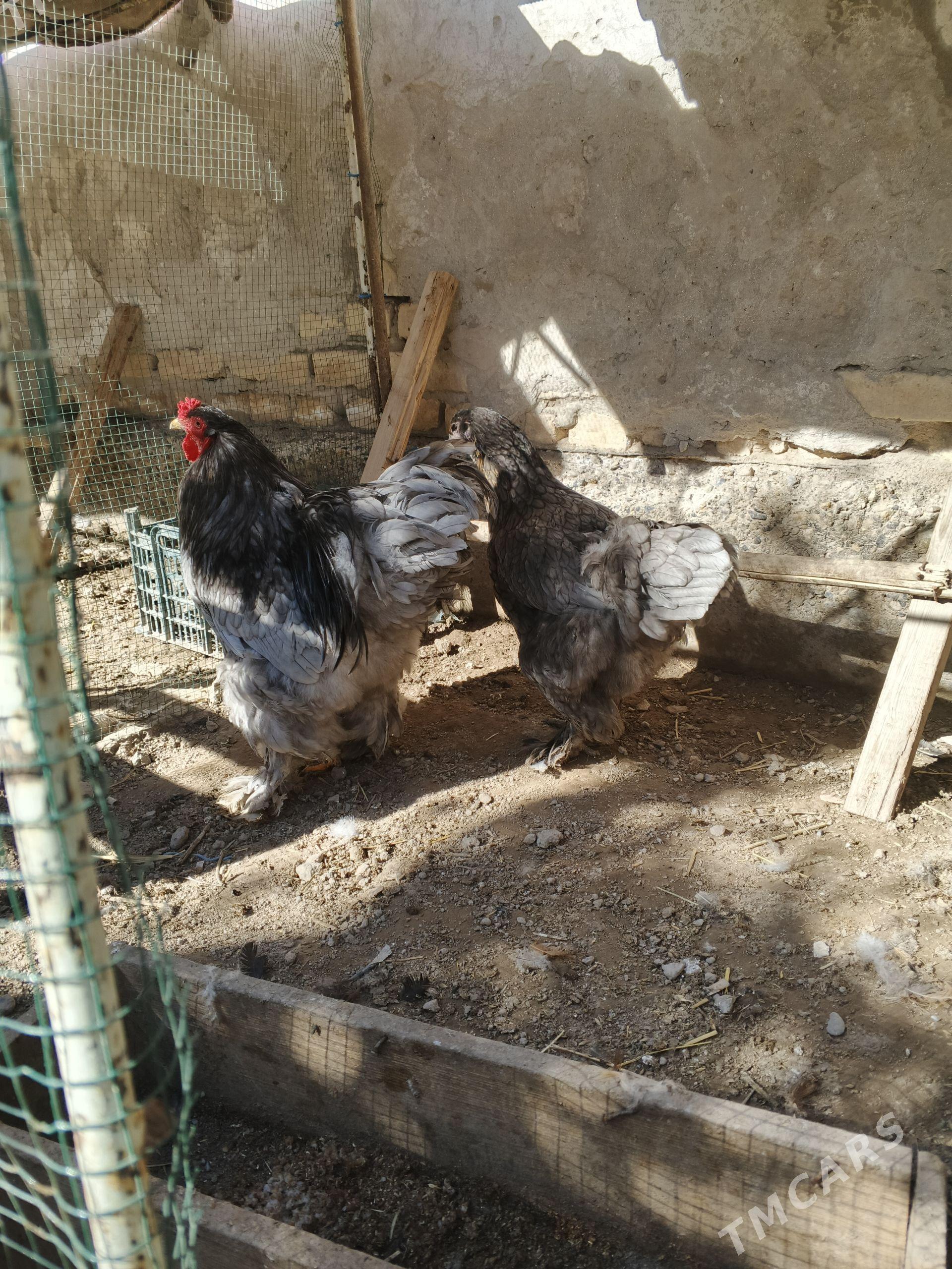 brama blu - Daşoguz - img 1