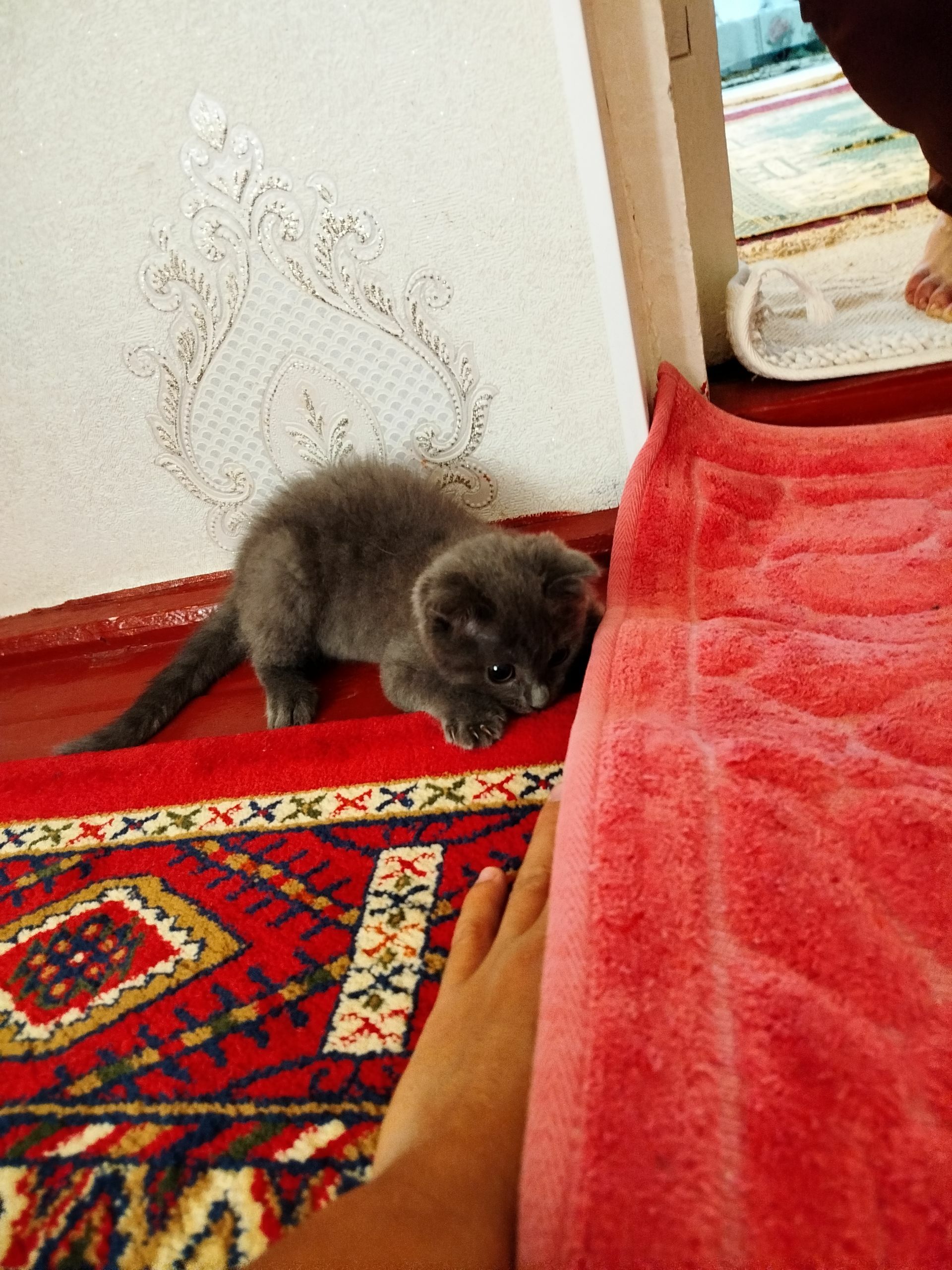 Wislawuhi pişik - Baýramaly - img 1