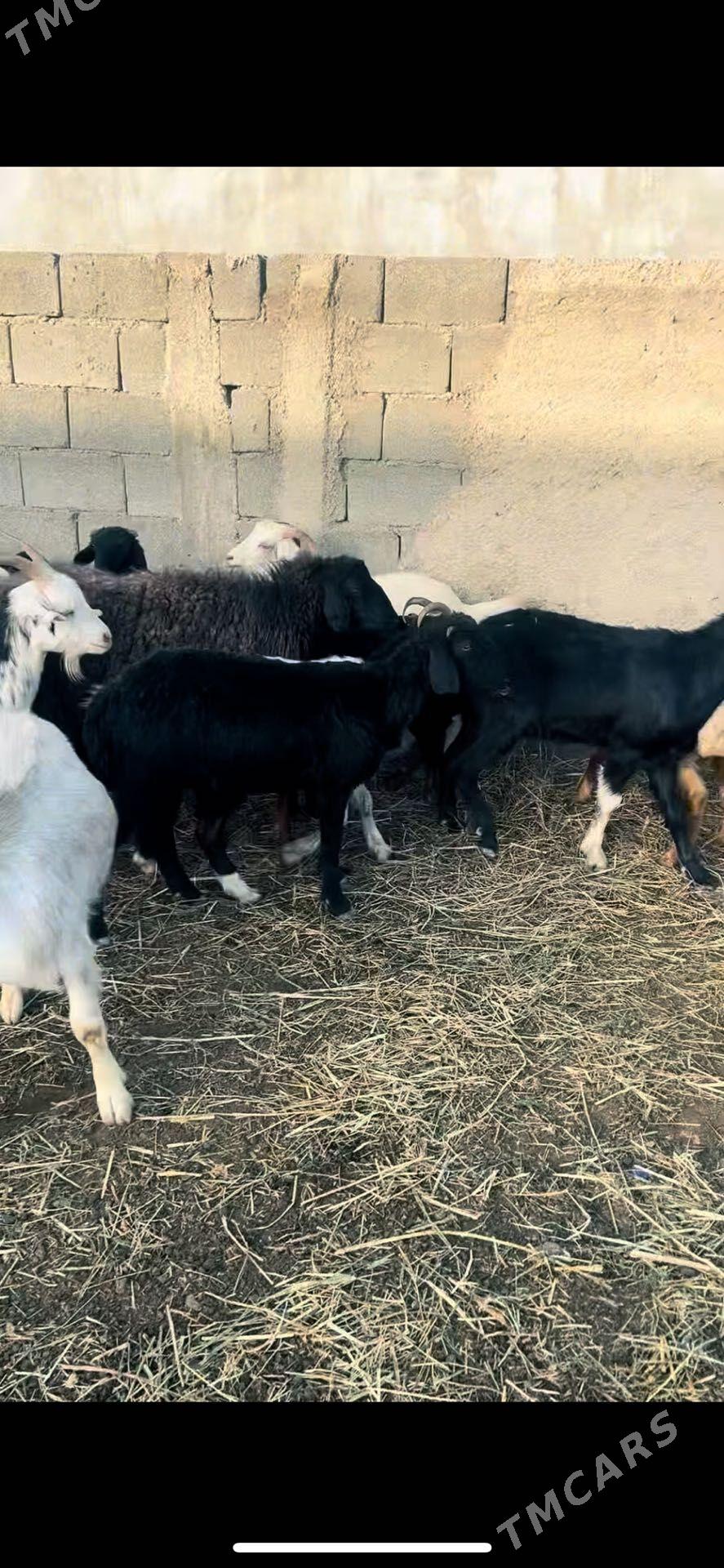 kici mallar - Aşgabat - img 1
