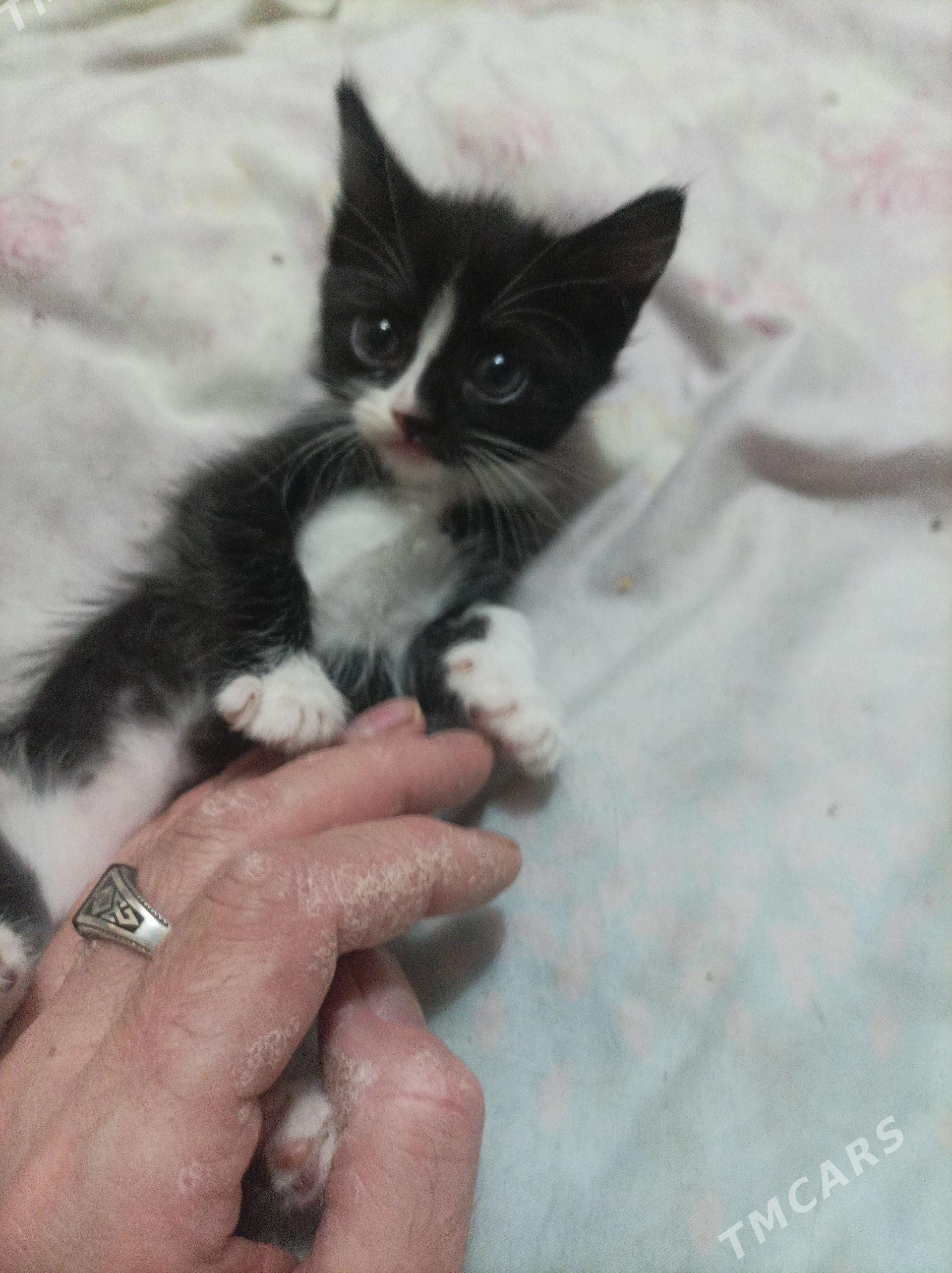 Домашний котенок - Ашхабад - img 1