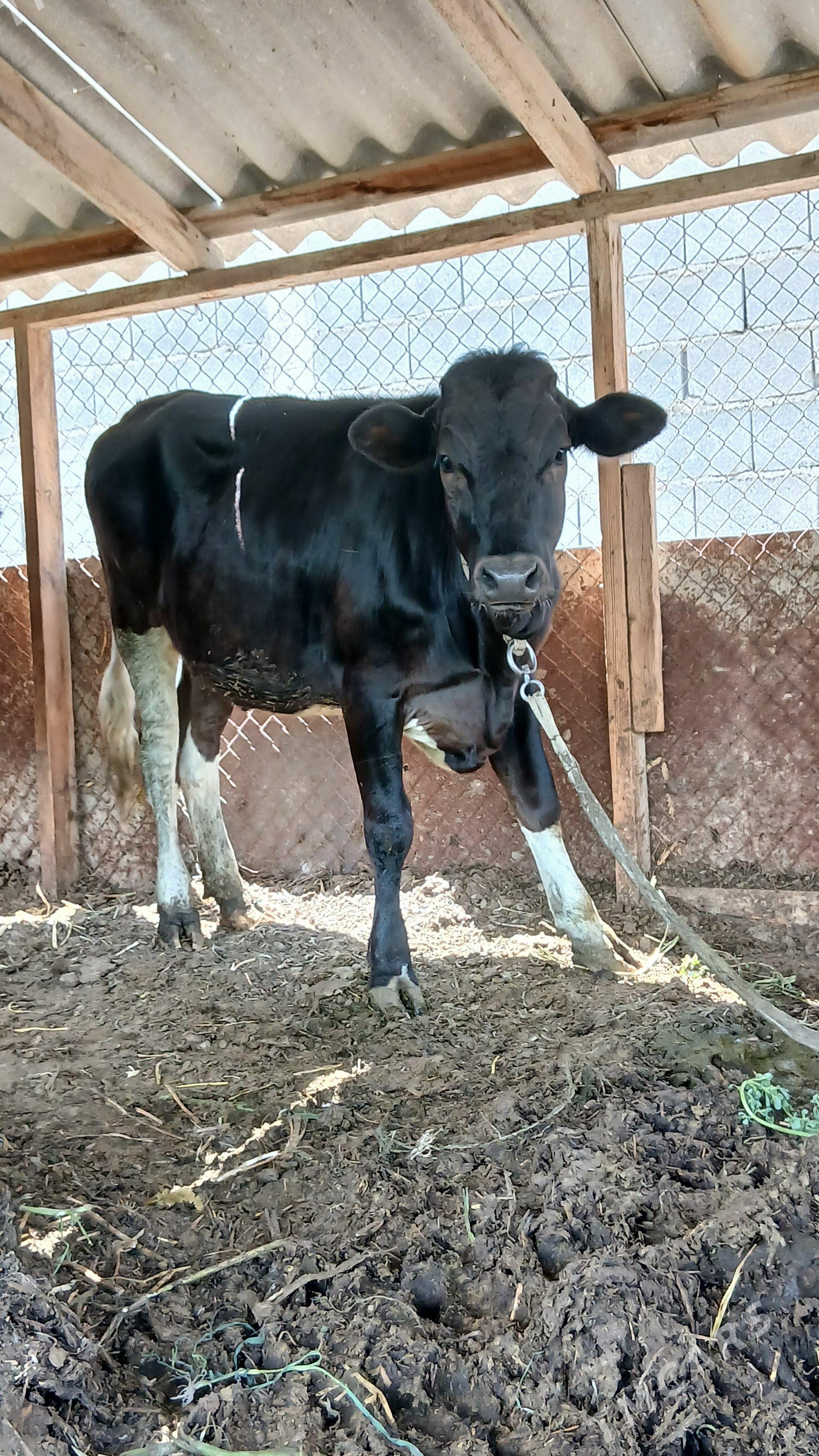 Çornypiÿos tüwe - Büzmeýin - img 1