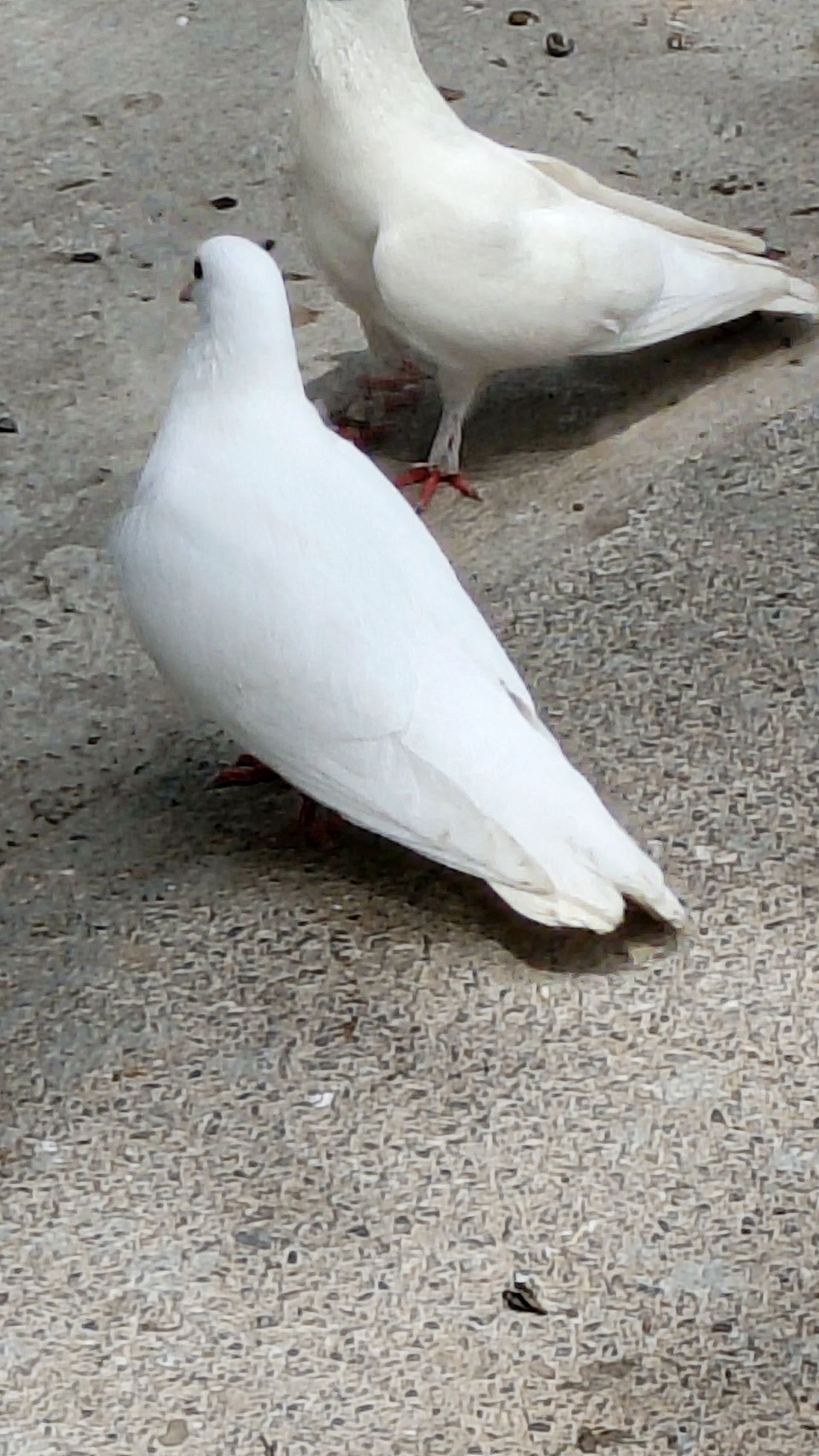 Kepderi - Aşgabat - img 1