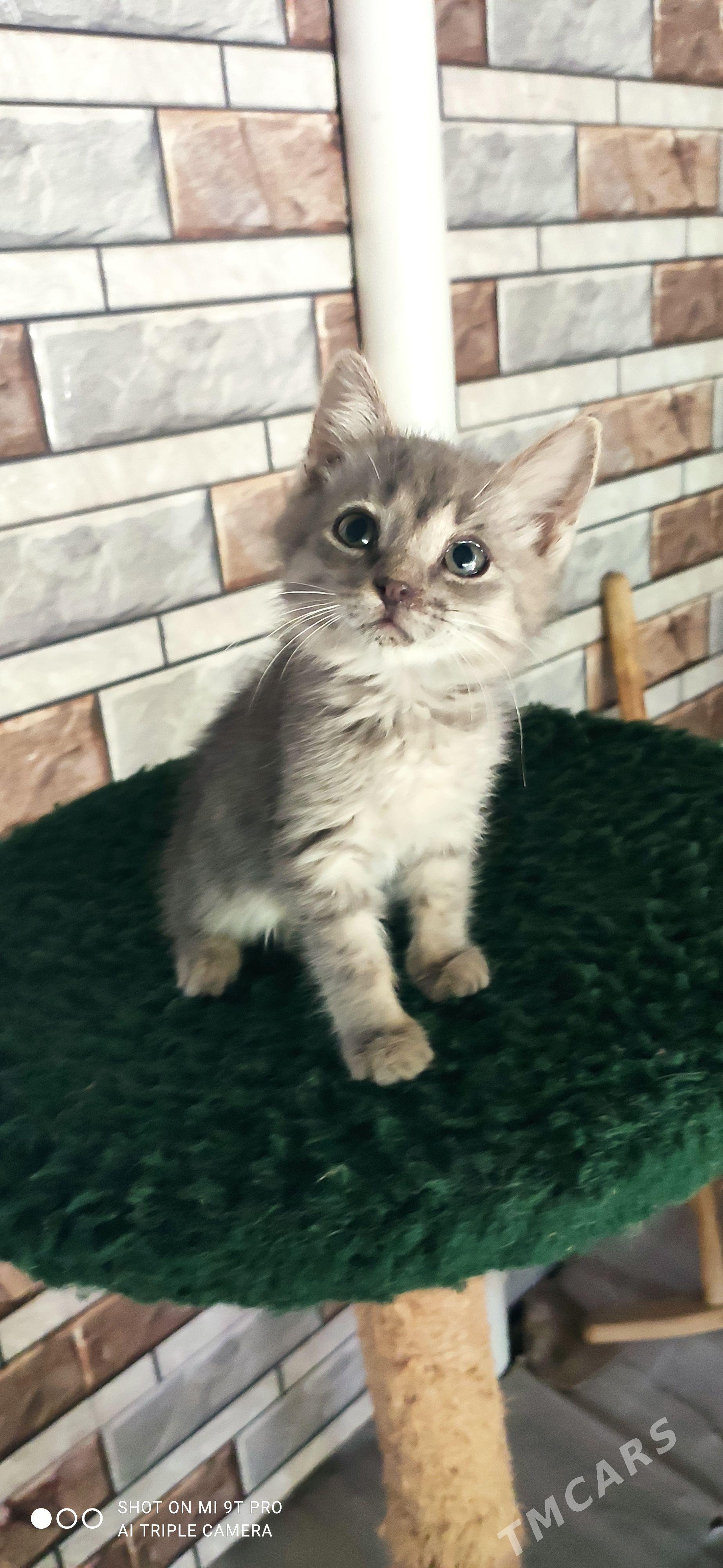 котёнок - Balkanabat - img 1