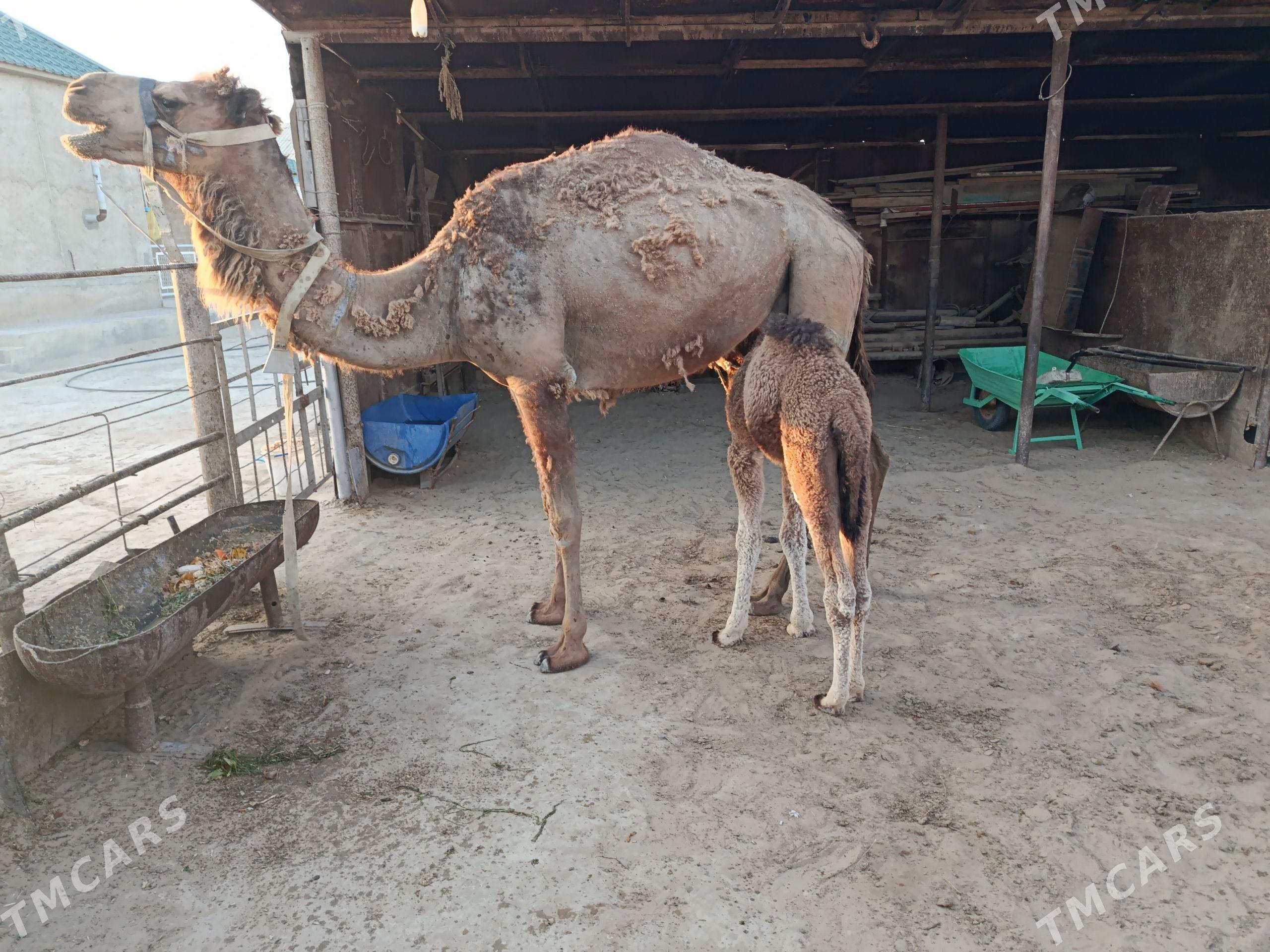 köşekli duye - Esenguly - img 1