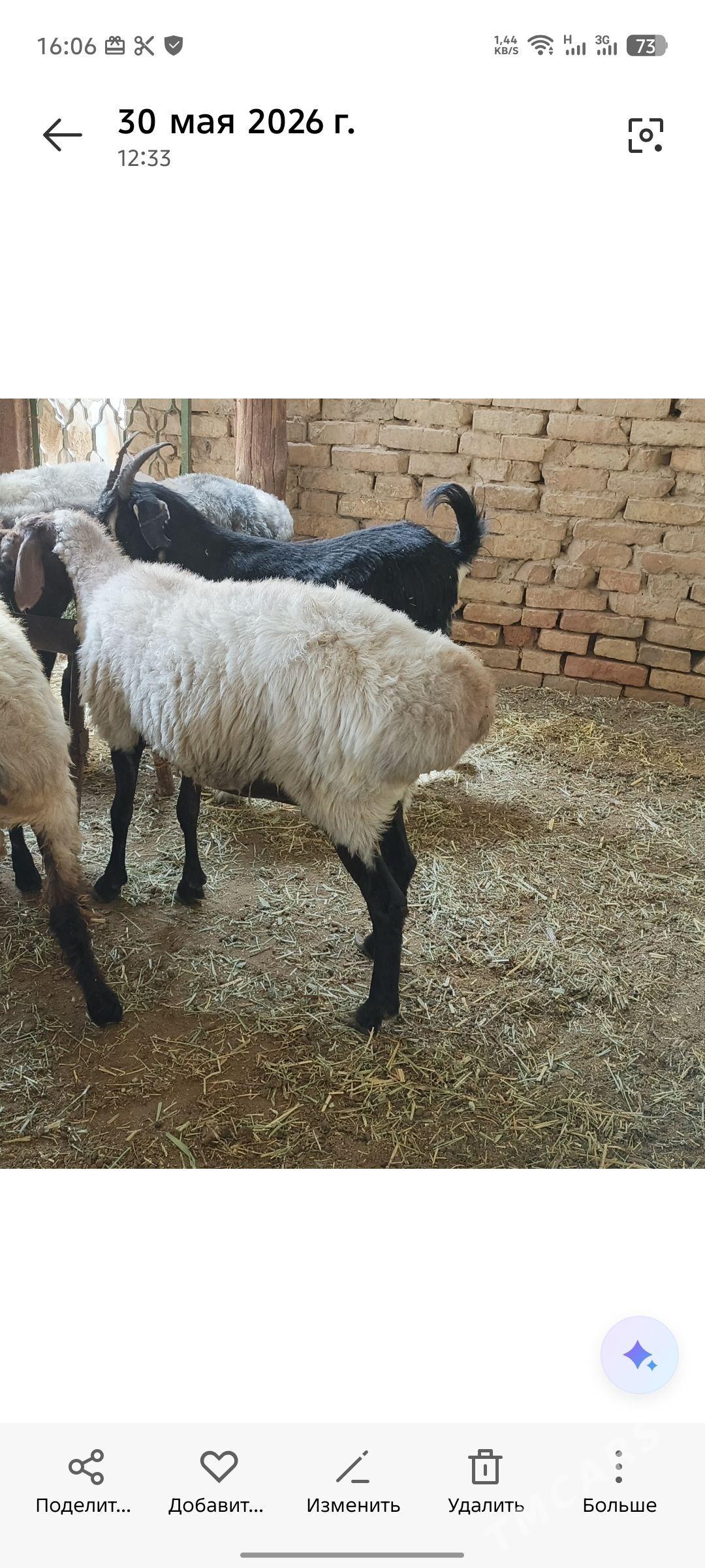 Gysyr goýun goç - Анев - img 1