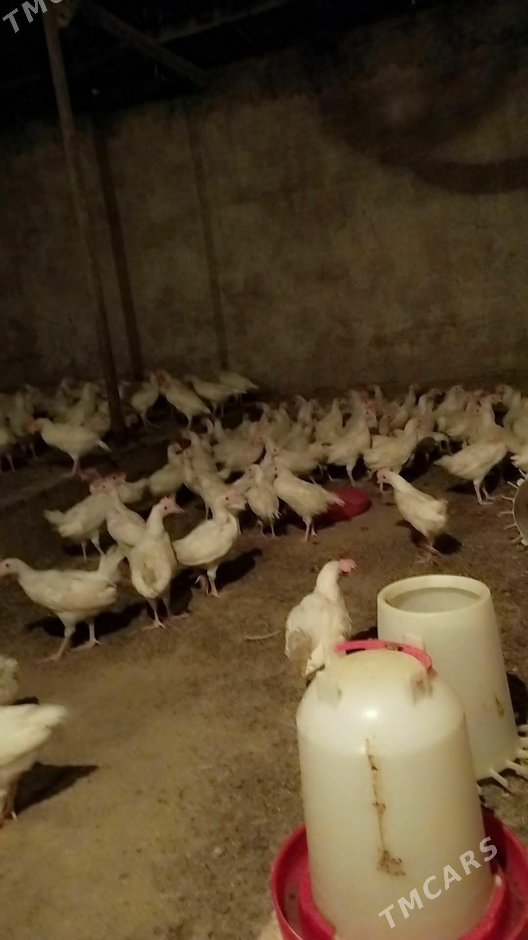 Juyje - Ak bugdaý etraby - img 1