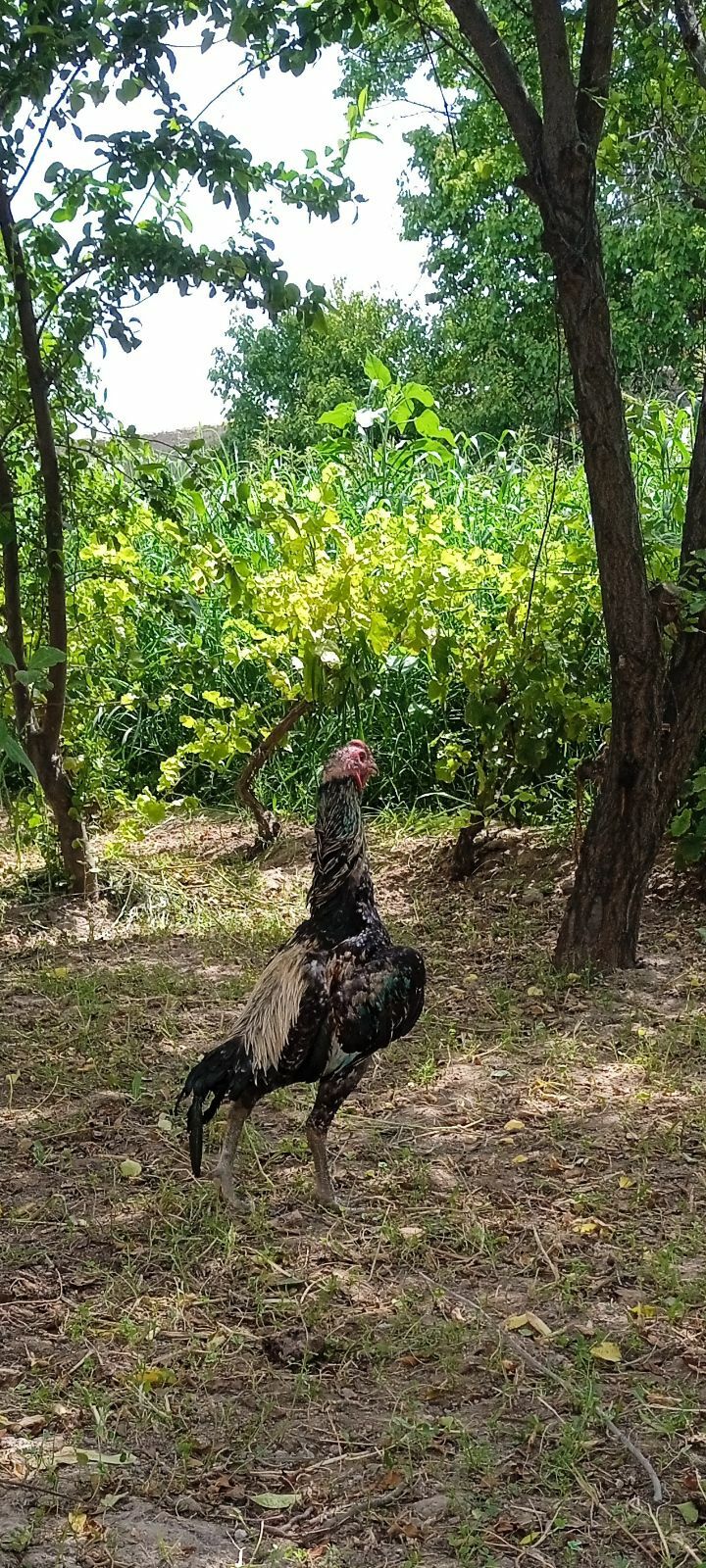 Baysok horaz - Çärjew - img 1