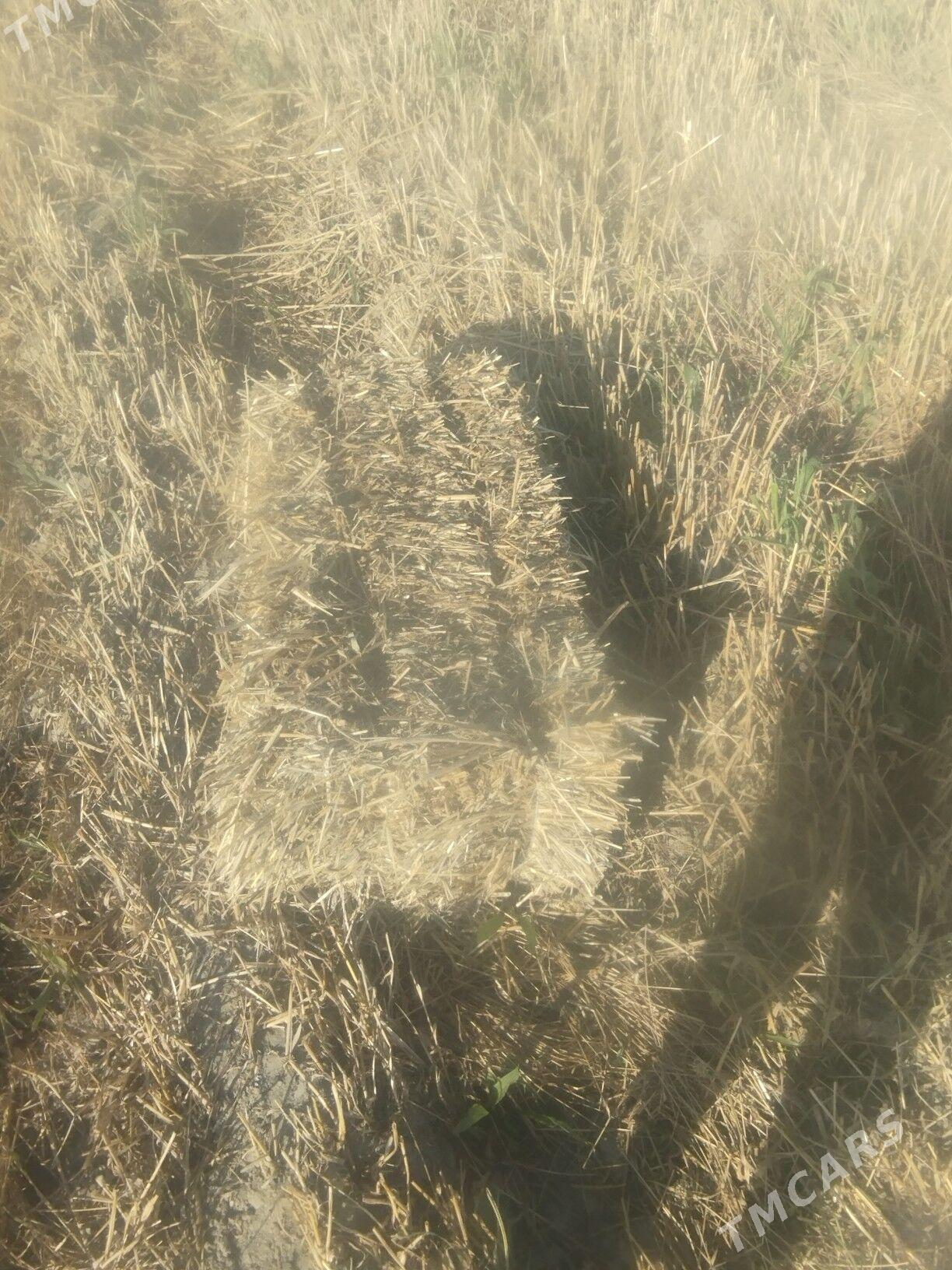 SAMAN - Бахарден - img 1