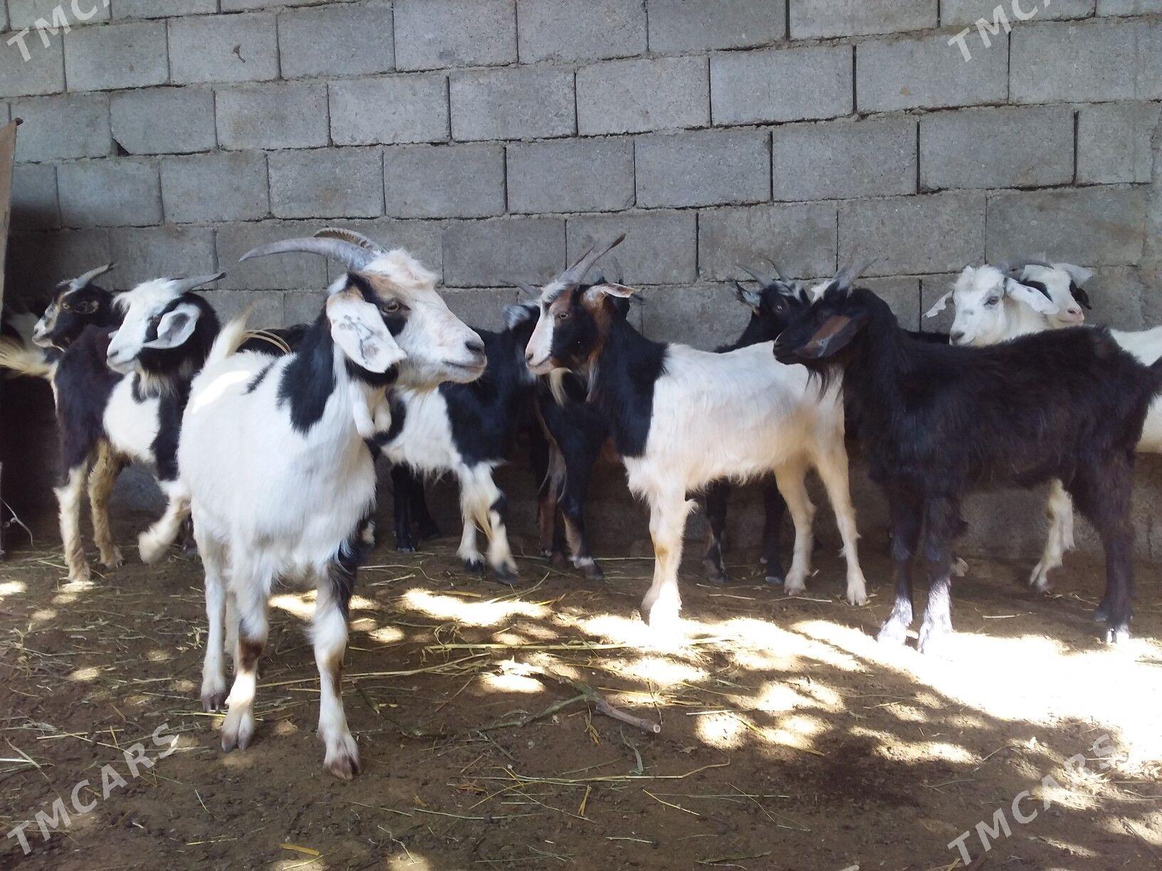 Geçi dog - Гёкдепе - img 1