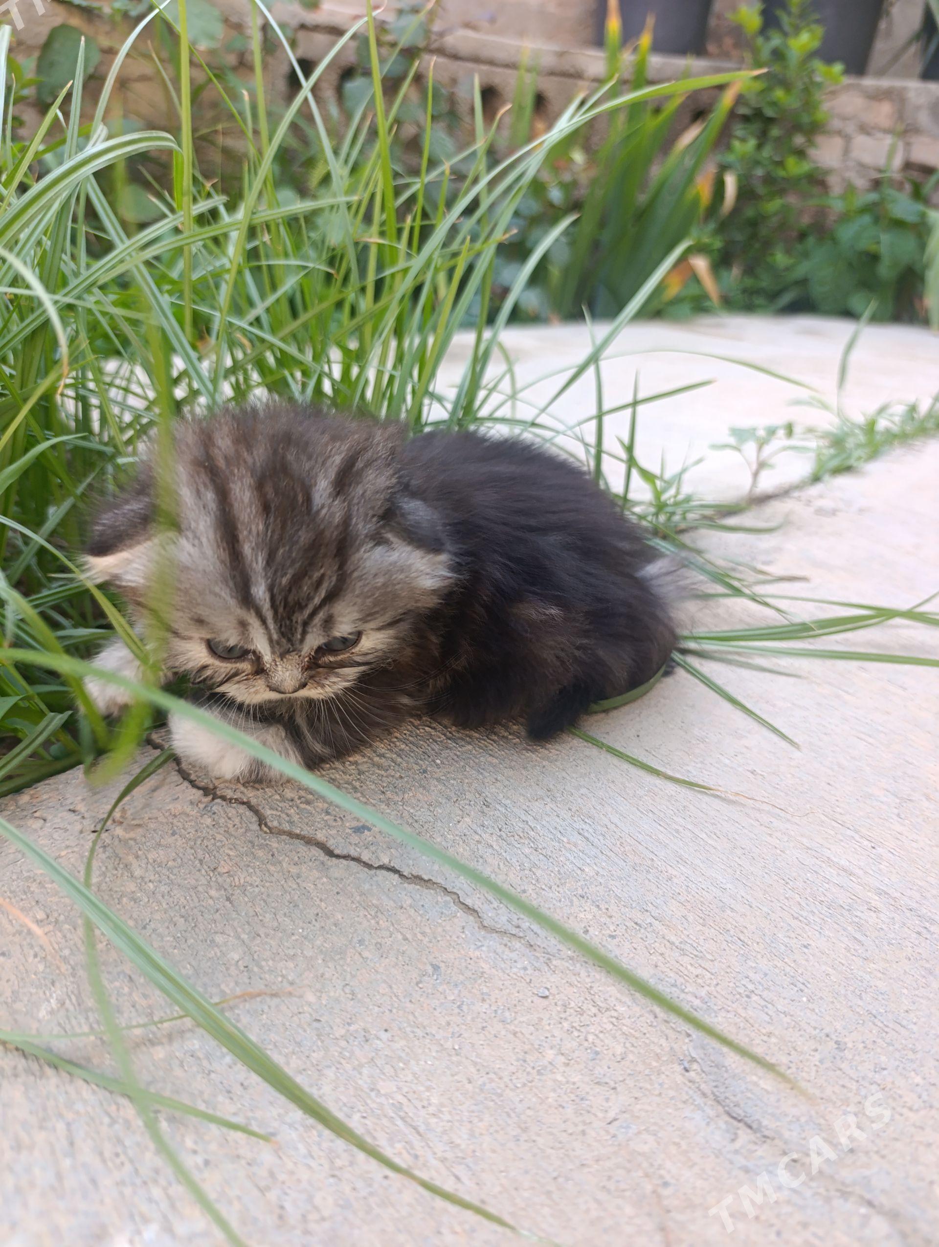 Вислоухий котенок - Mary - img 1