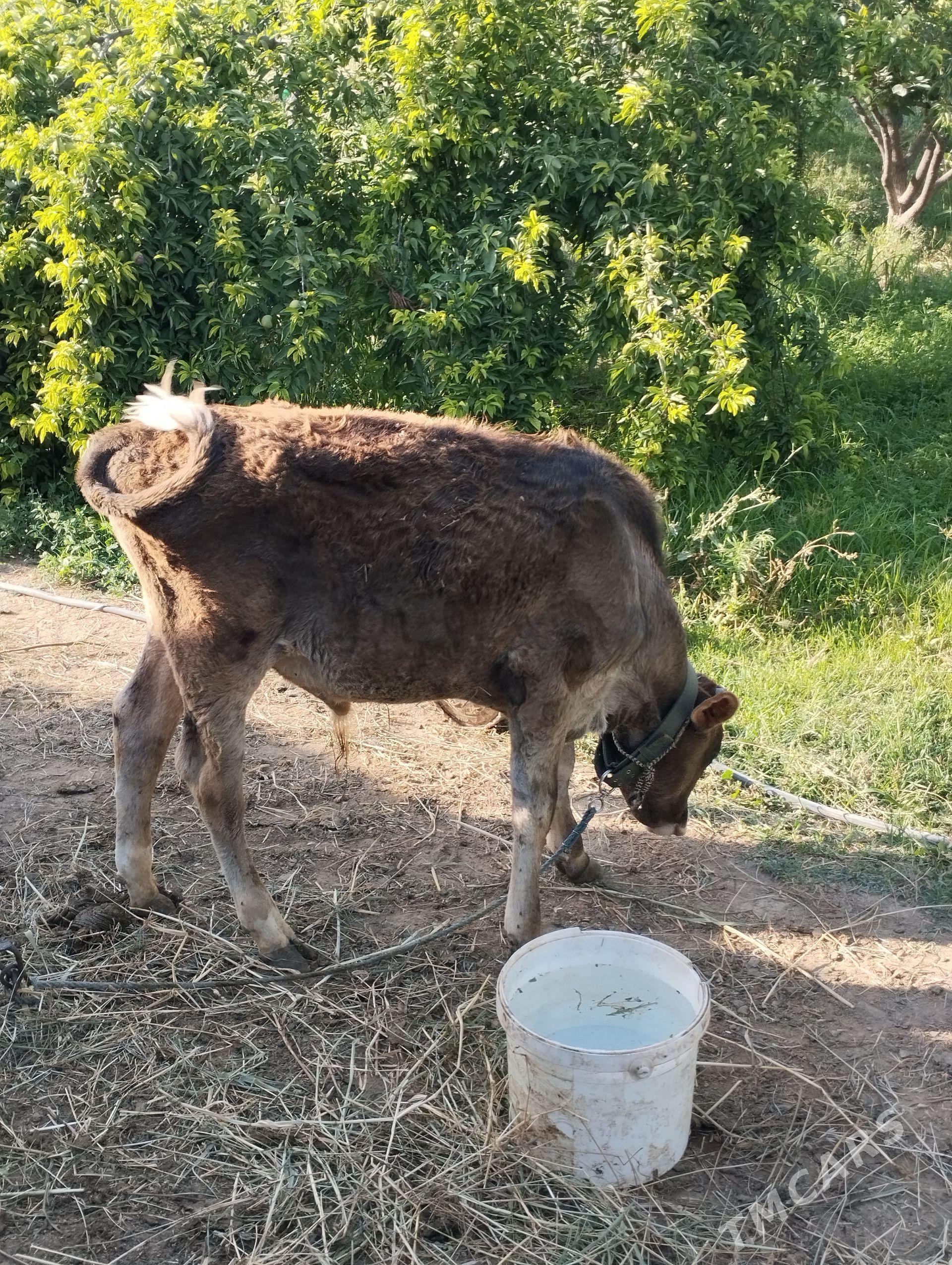Öküzçe - Gökdepe - img 1