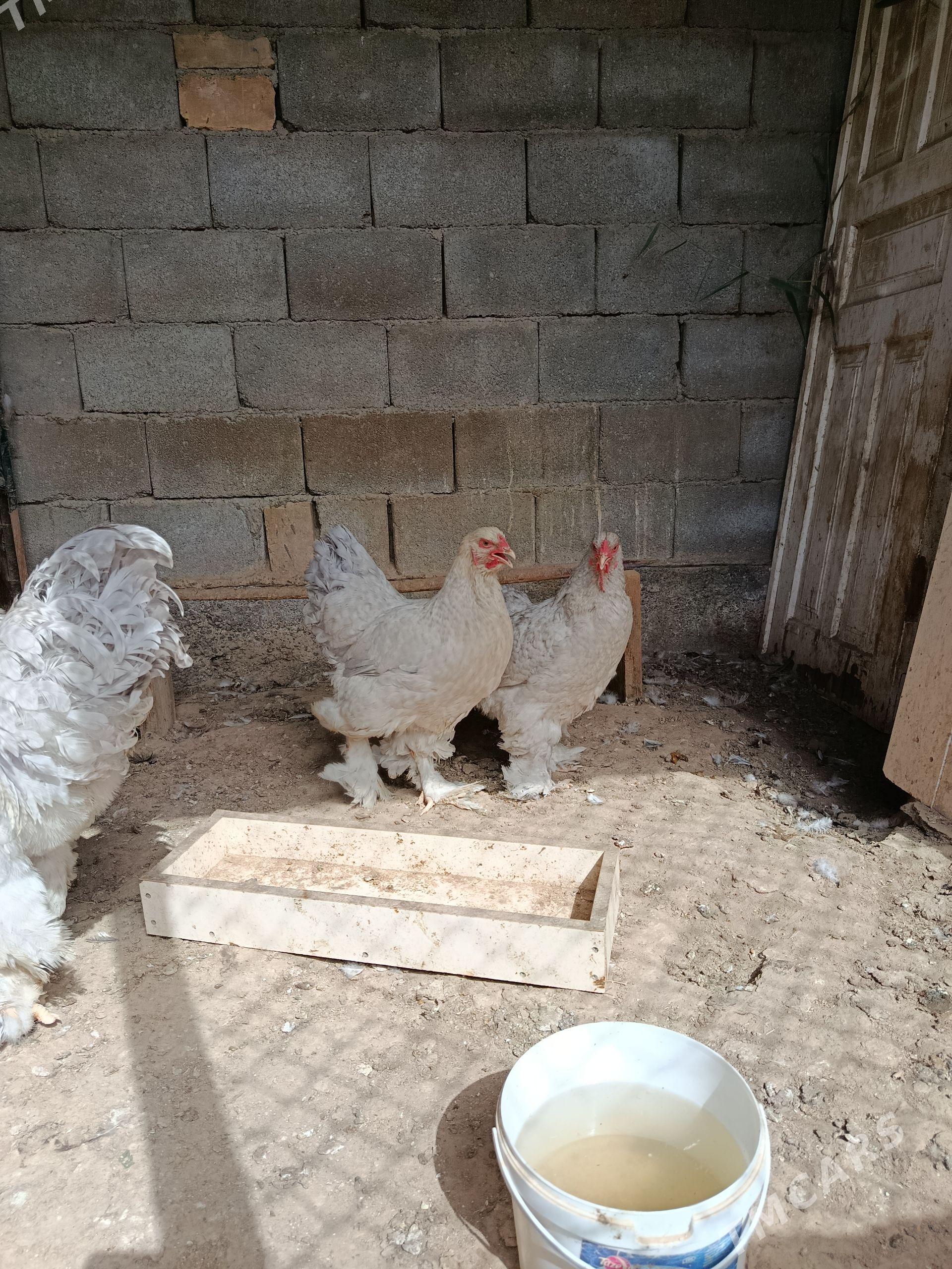 Brama lawanda - Aşgabat - img 1