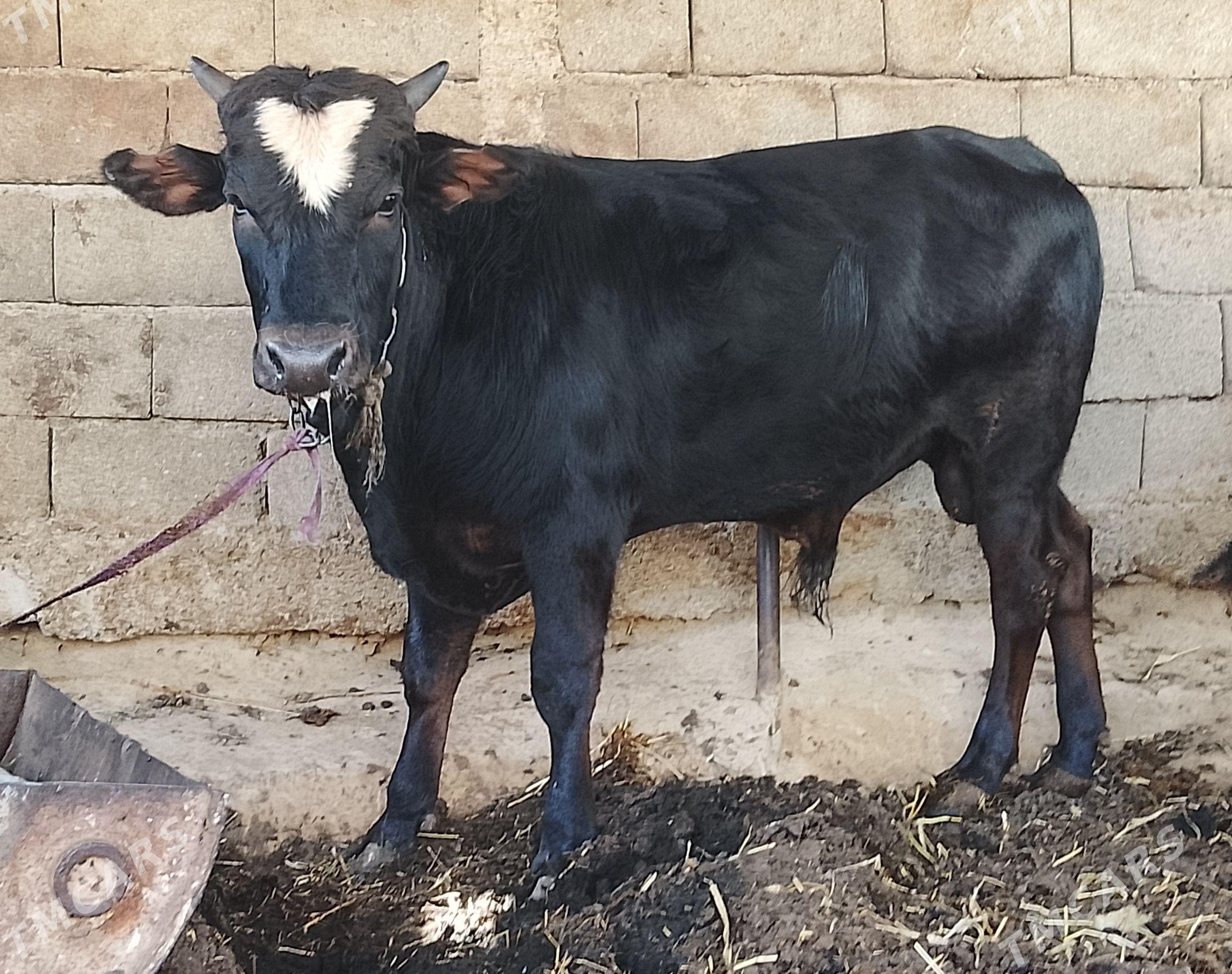 okuz - Чоганлы - img 1