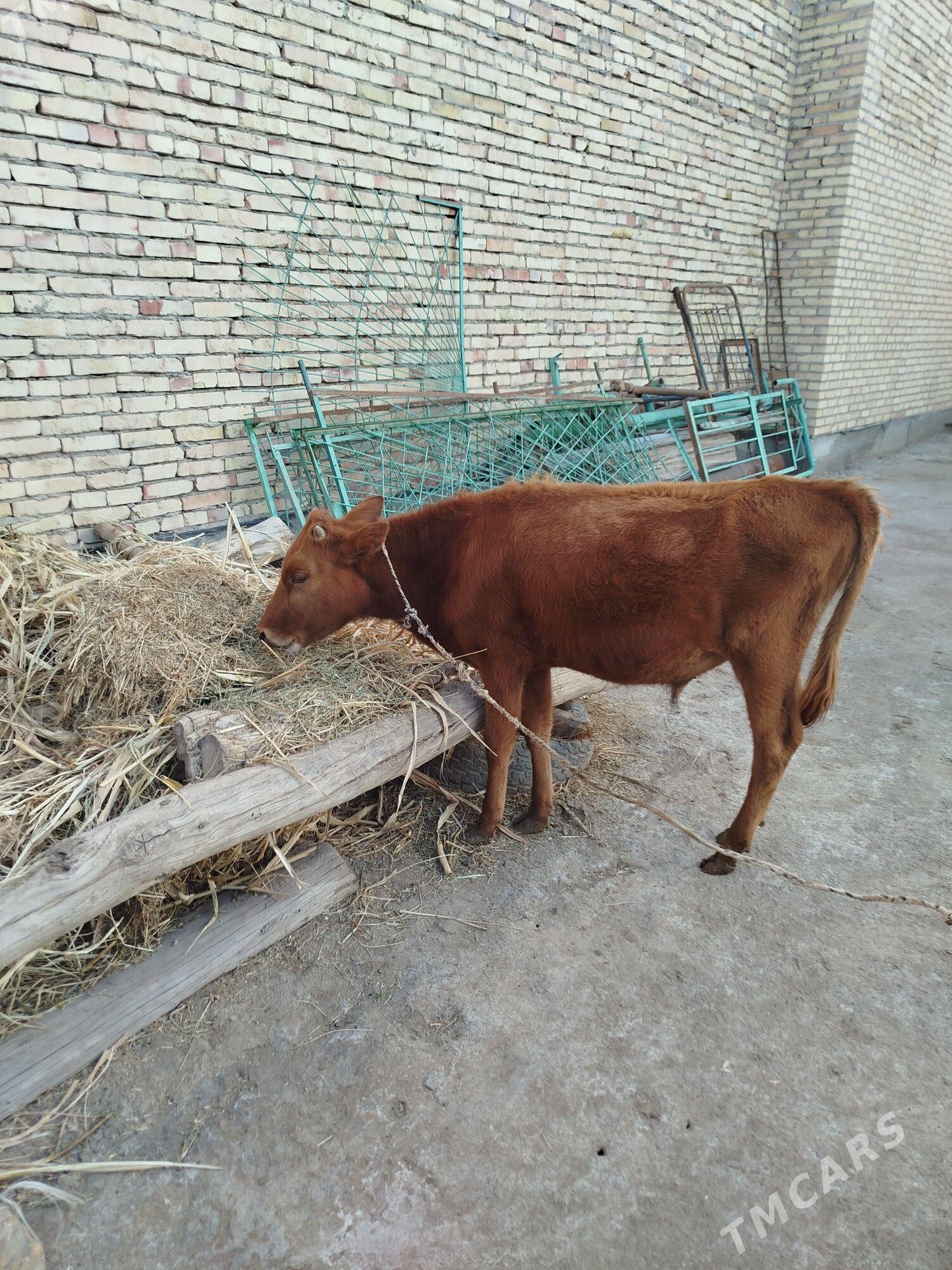 Öküsce - Çärjew - img 1
