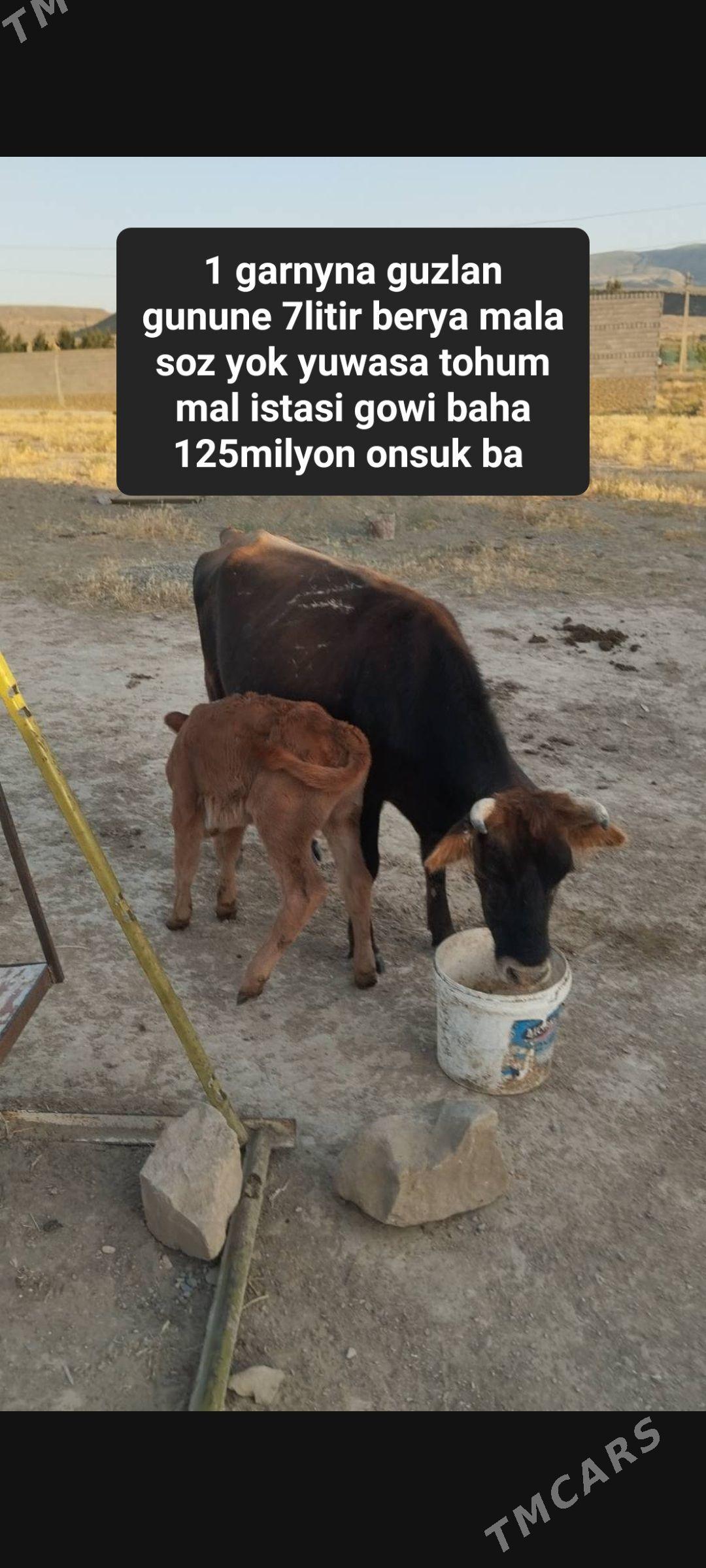 Goleli sygyr - Gyzylarbat - img 1