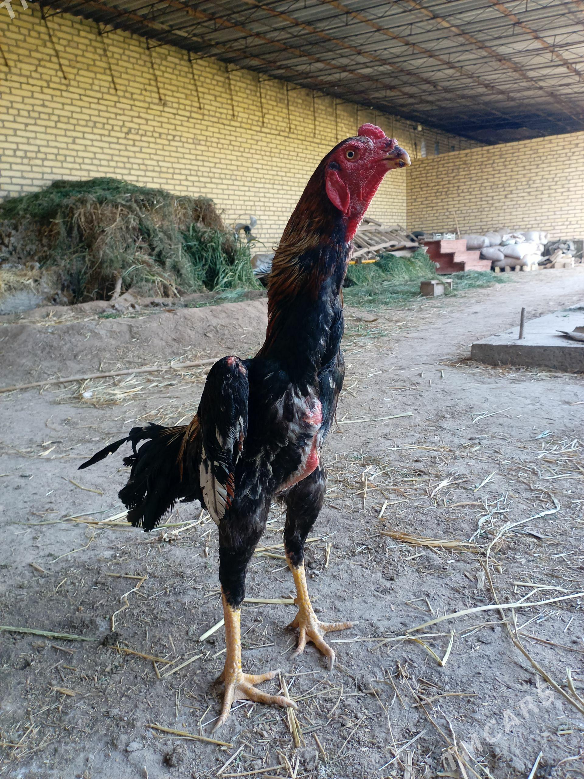 Ozbek juyje - Dänew - img 1
