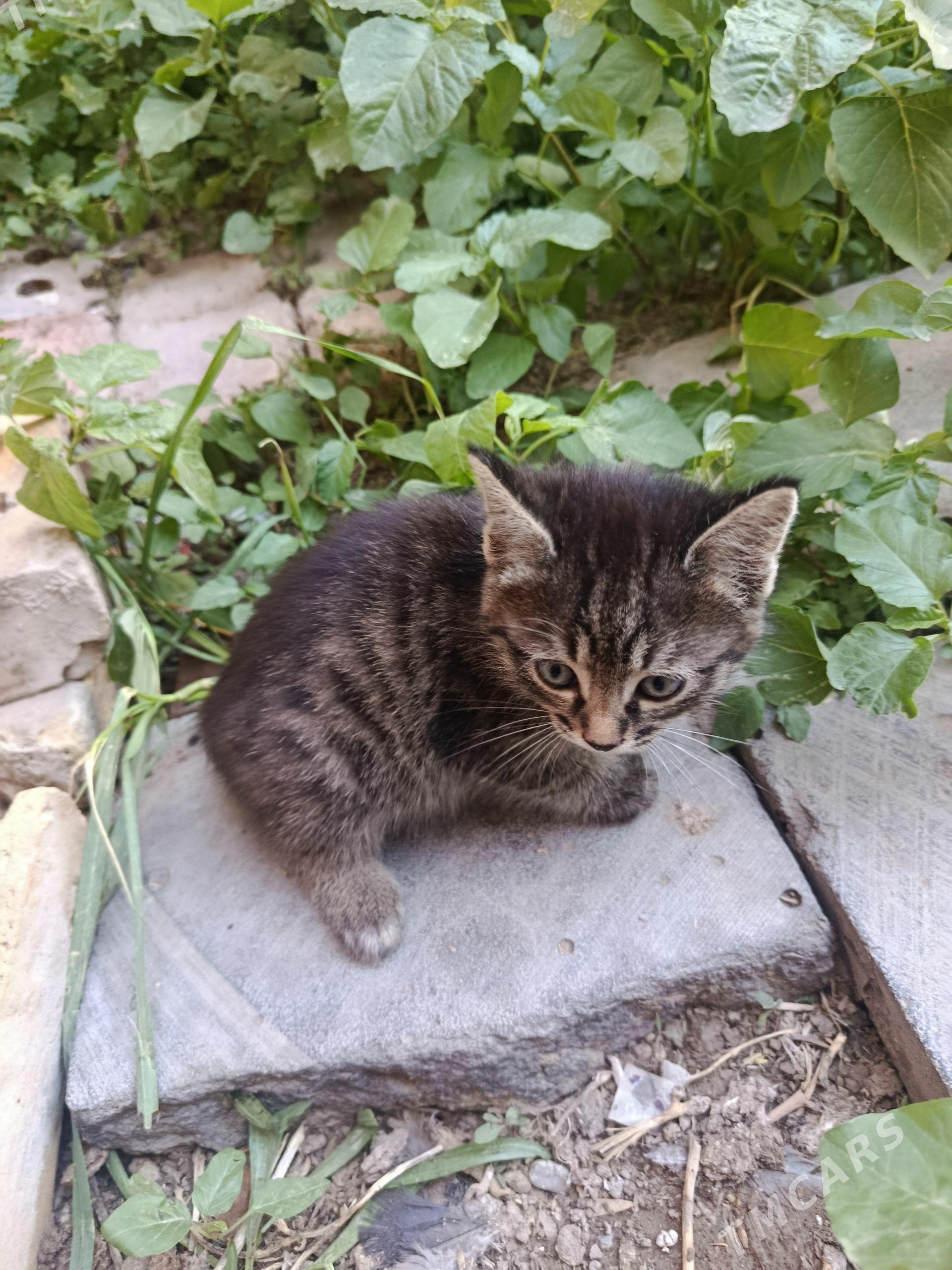 pişijek - Mary - img 1