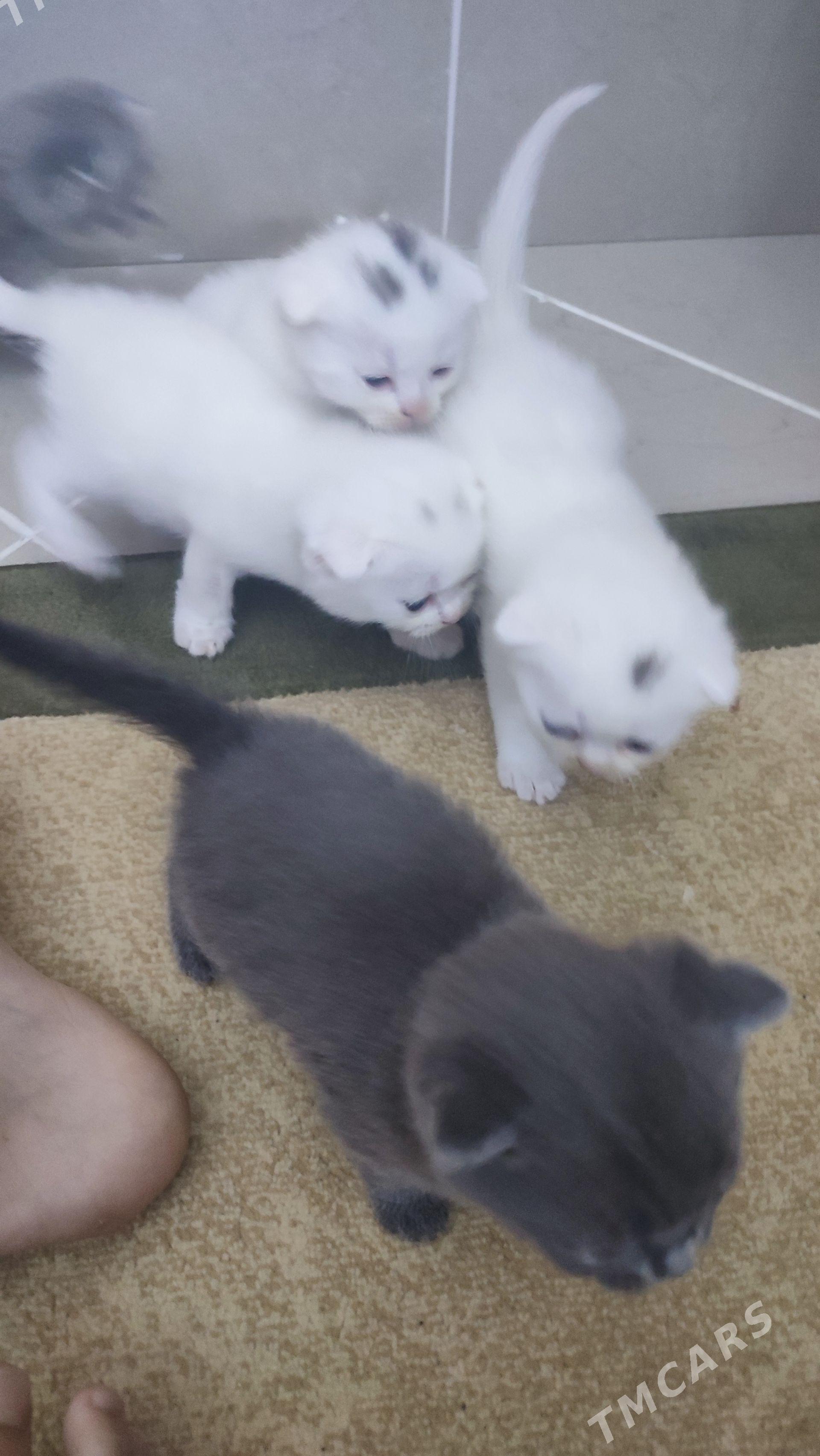 котята - Ашхабад - img 1