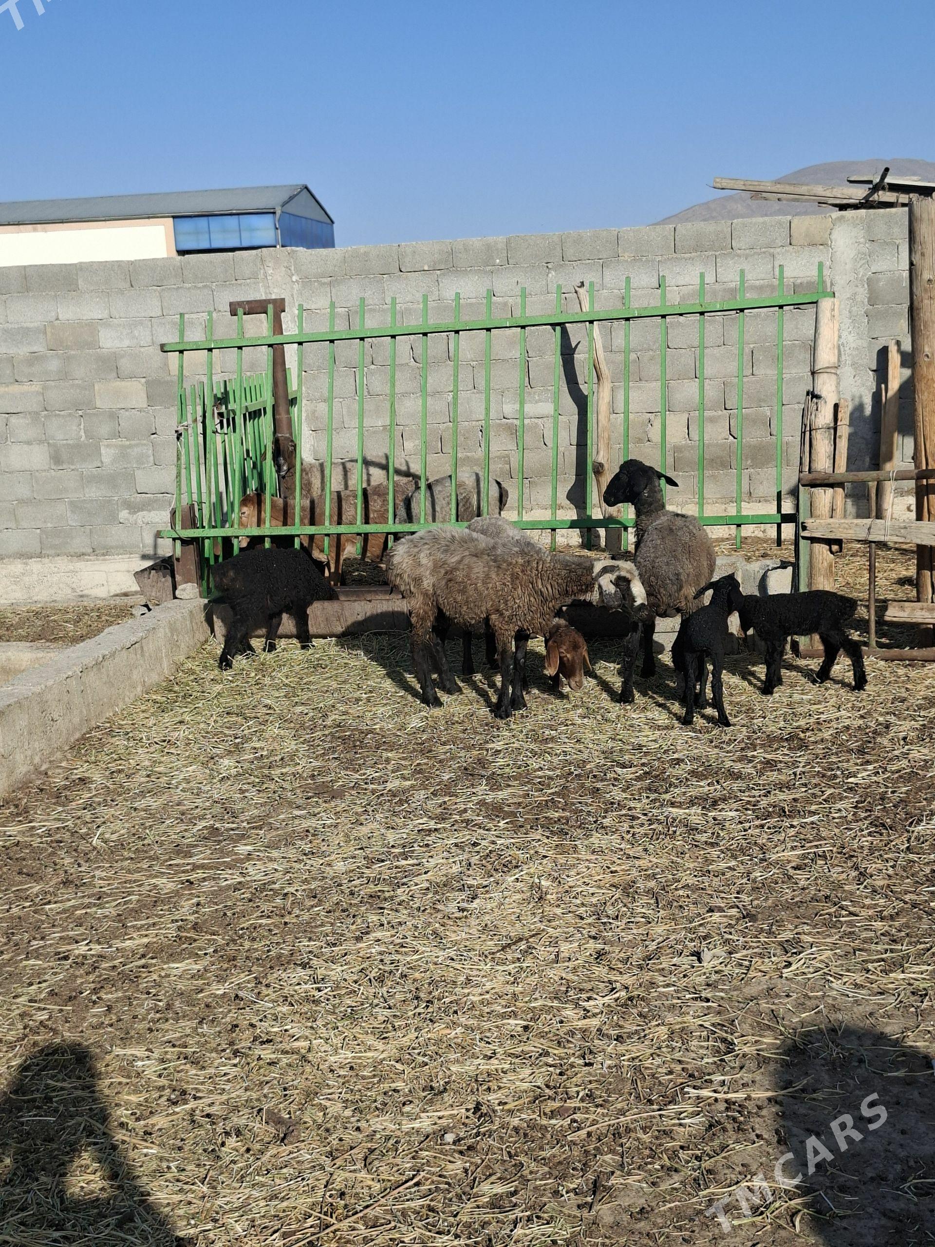 guzly goyun 5 sany - Гёкдепе - img 1