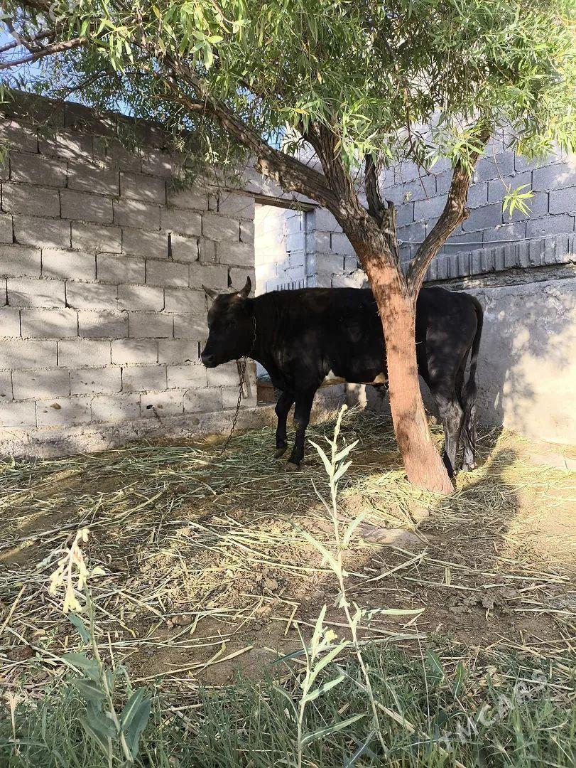 okuz - Bäherden - img 1