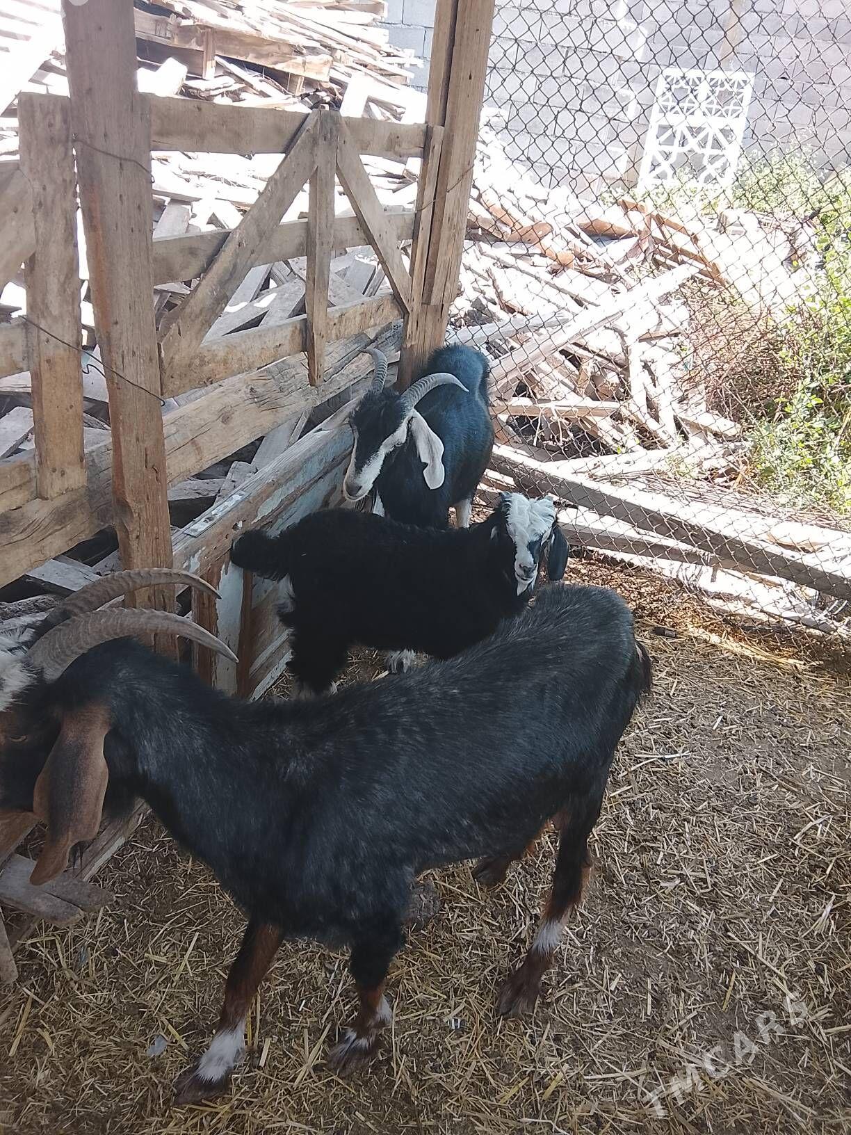 owlakly geçi - Gypjak - img 1