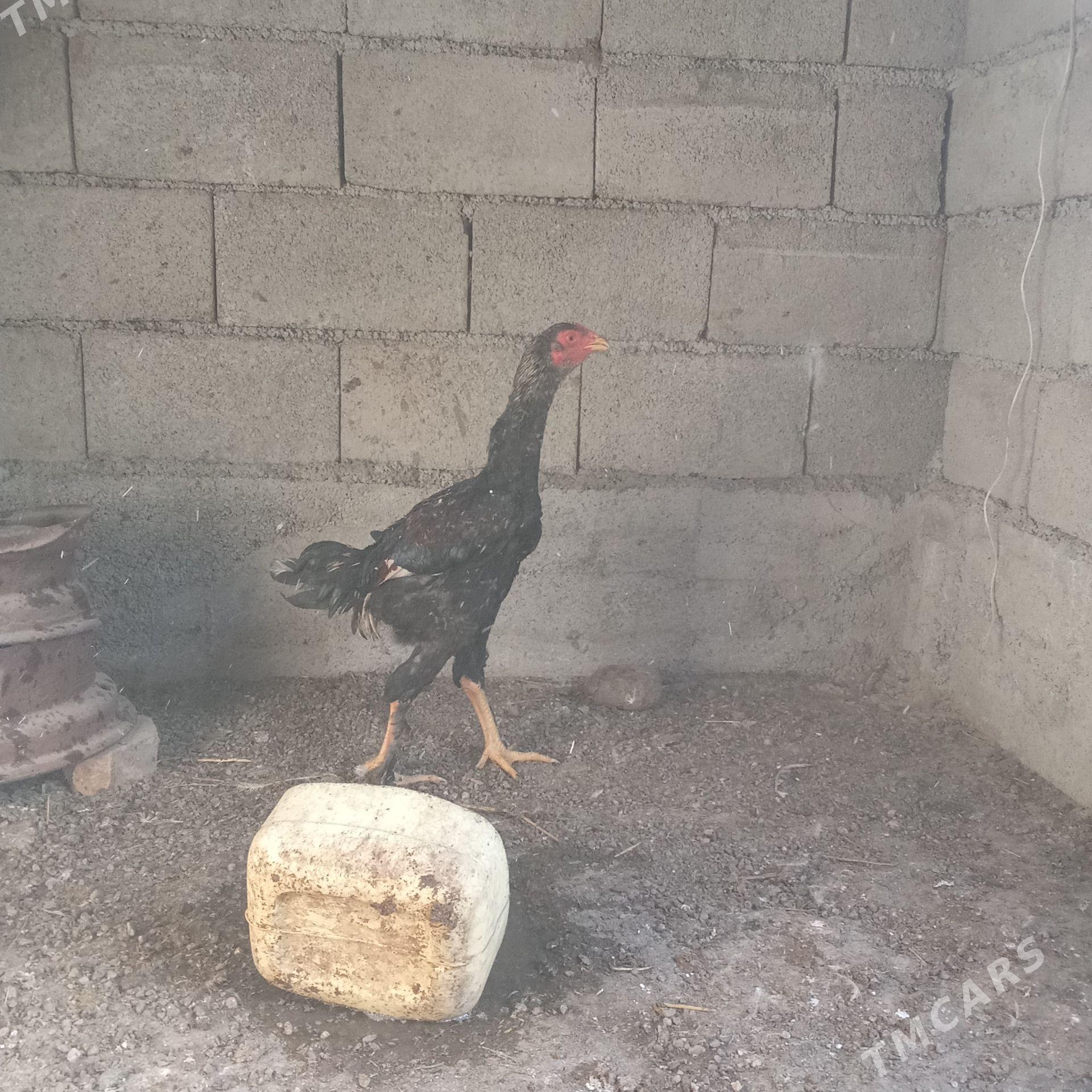 taşkent brama - Кака - img 1