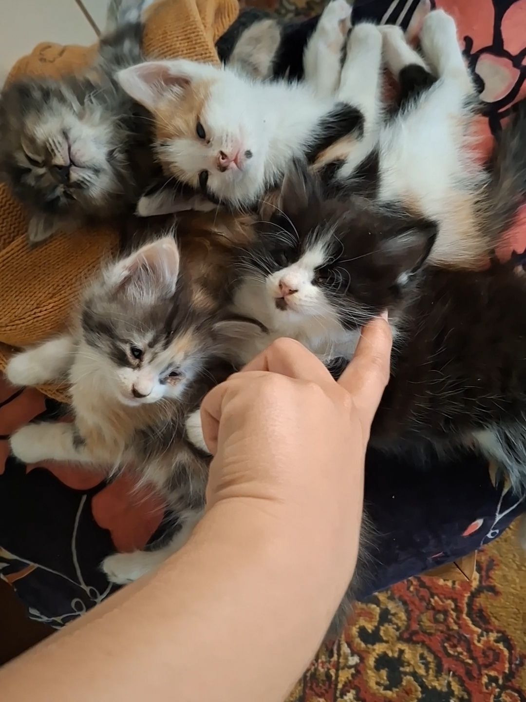 котята в добрые руки - Türkmenabat - img 1