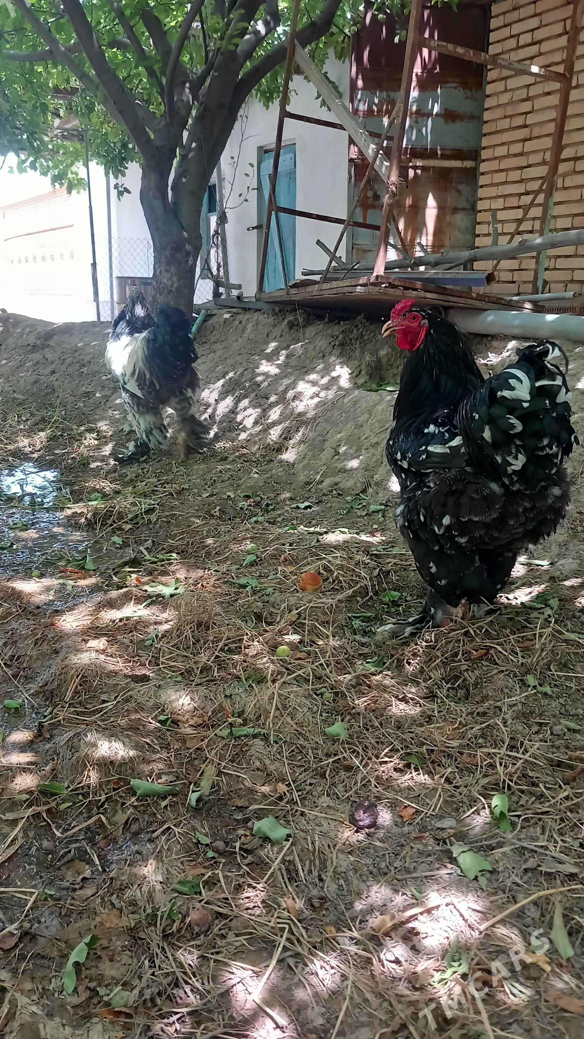 MRAMYR BRAMA HORAZLAR - Kaka - img 1