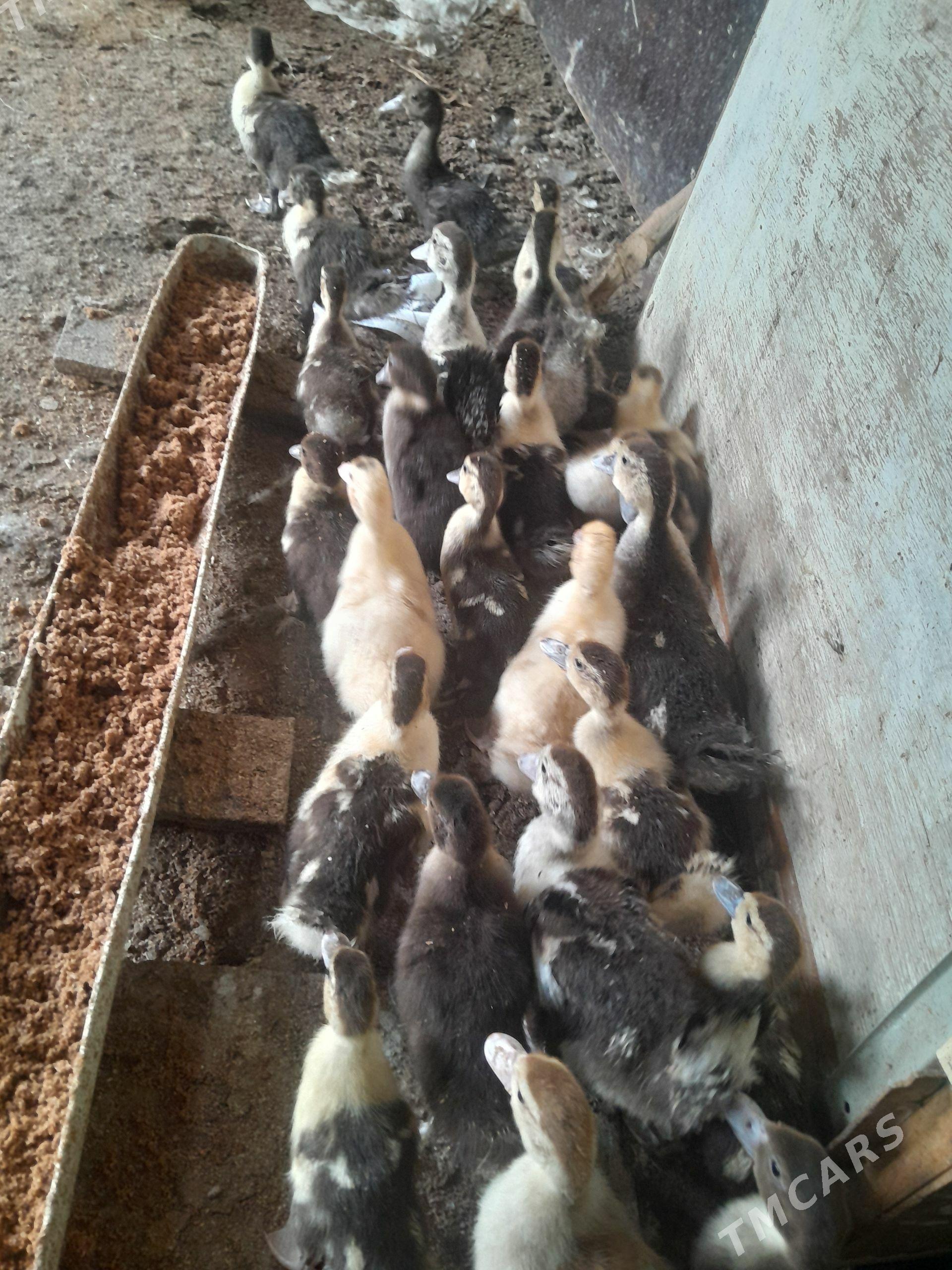 indawutga - Çoganly - img 1
