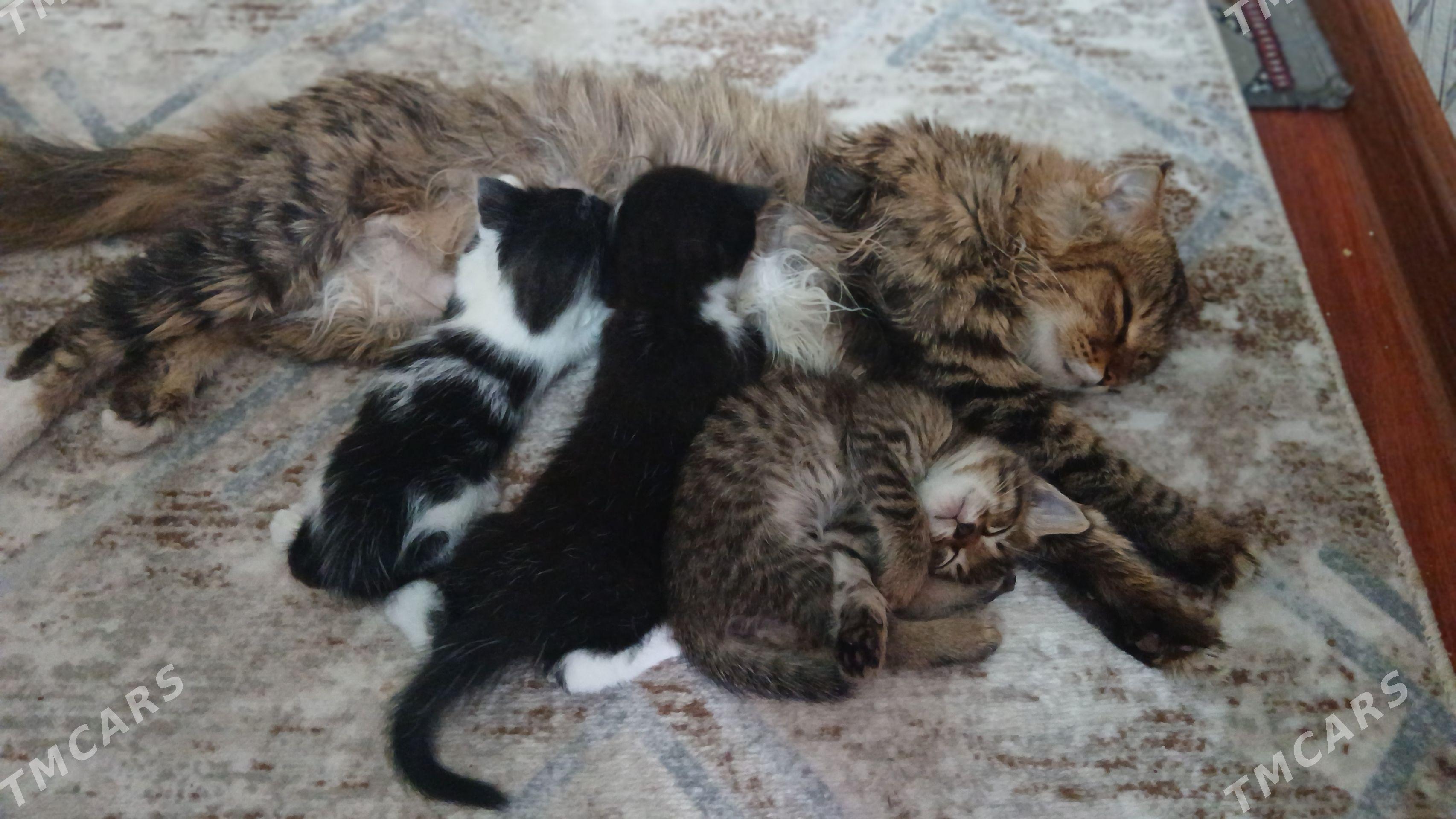 4 котят - Türkmenabat - img 1