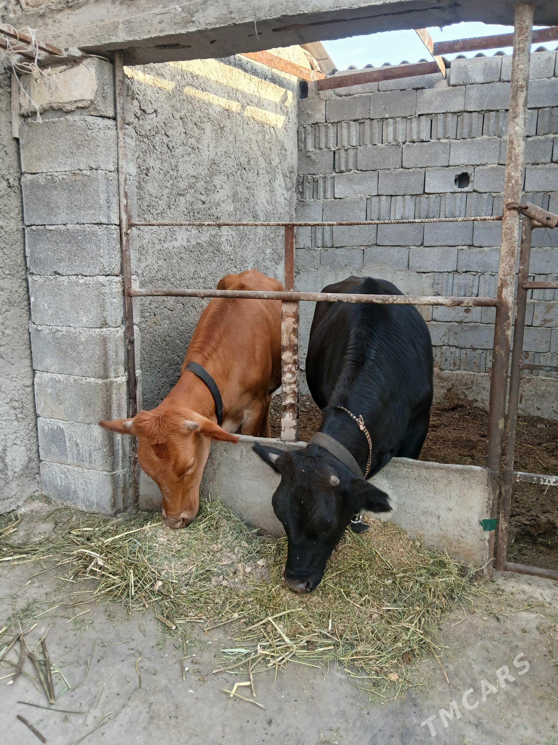 tuweler - Büzmeýin - img 1