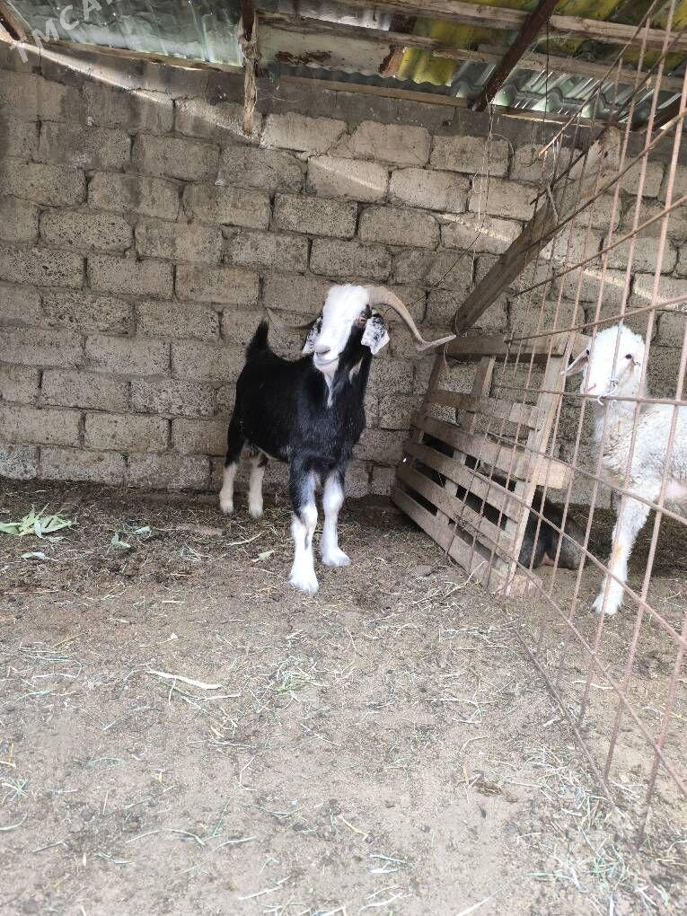 geci - Büzmeýin - img 1