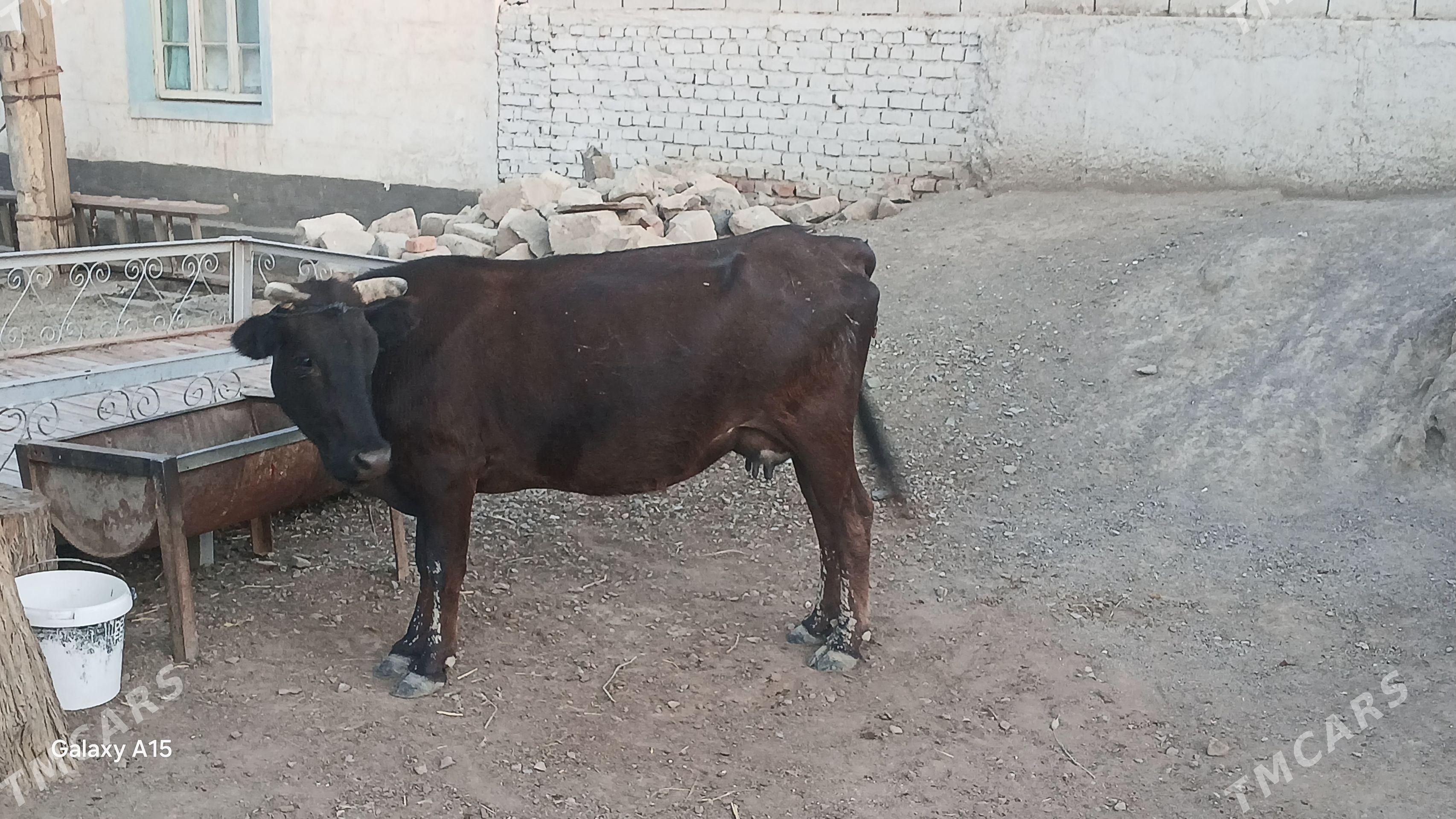 sygyr göleli - Bereket - img 1
