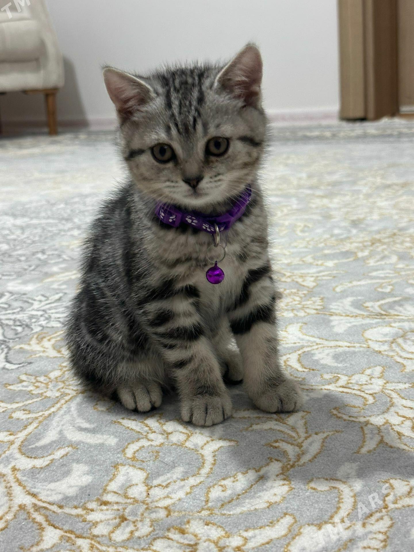 Котенок - Gurtly - img 1