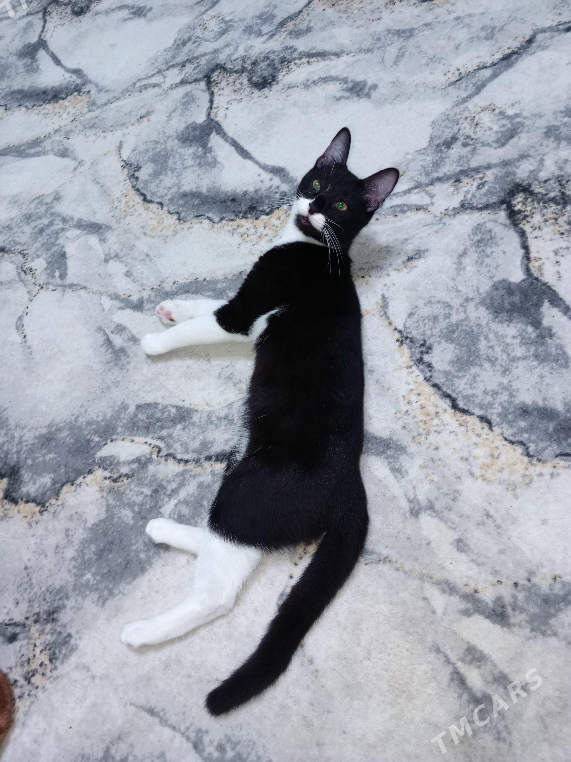 котенок - Türkmenbaşy - img 1