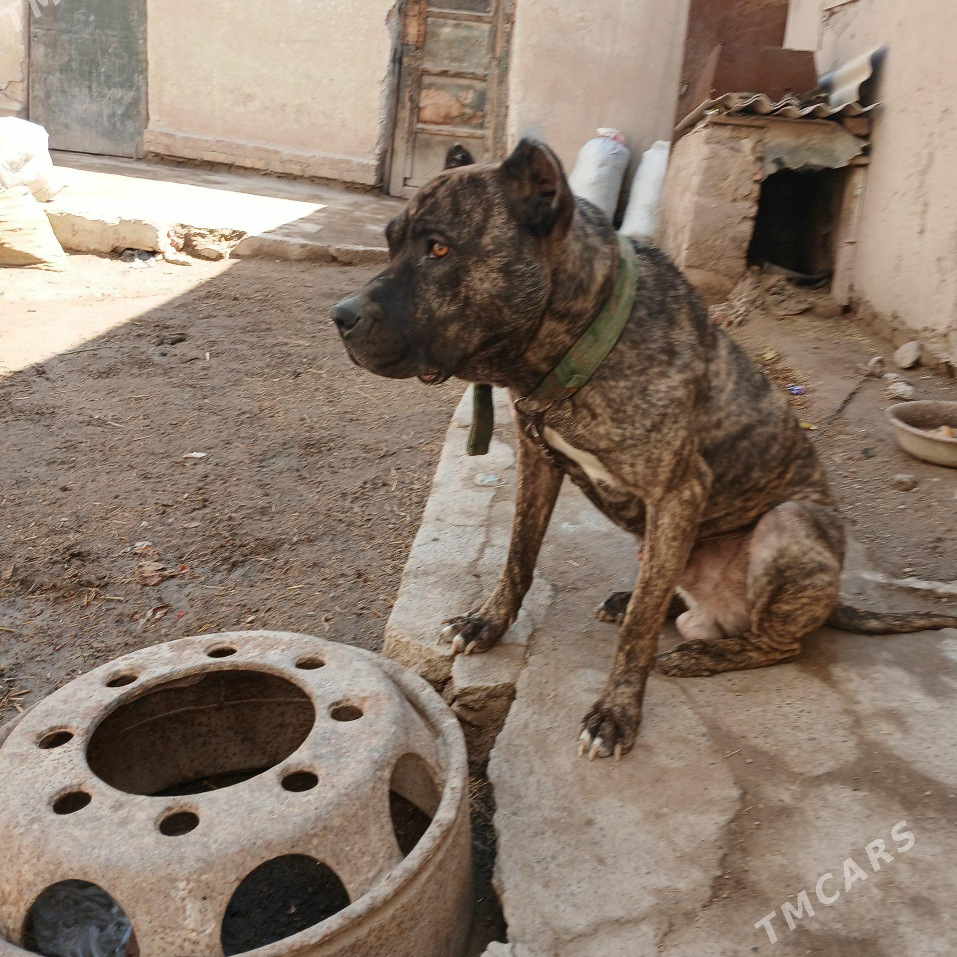 pidbull pitbull - Дашогуз - img 1