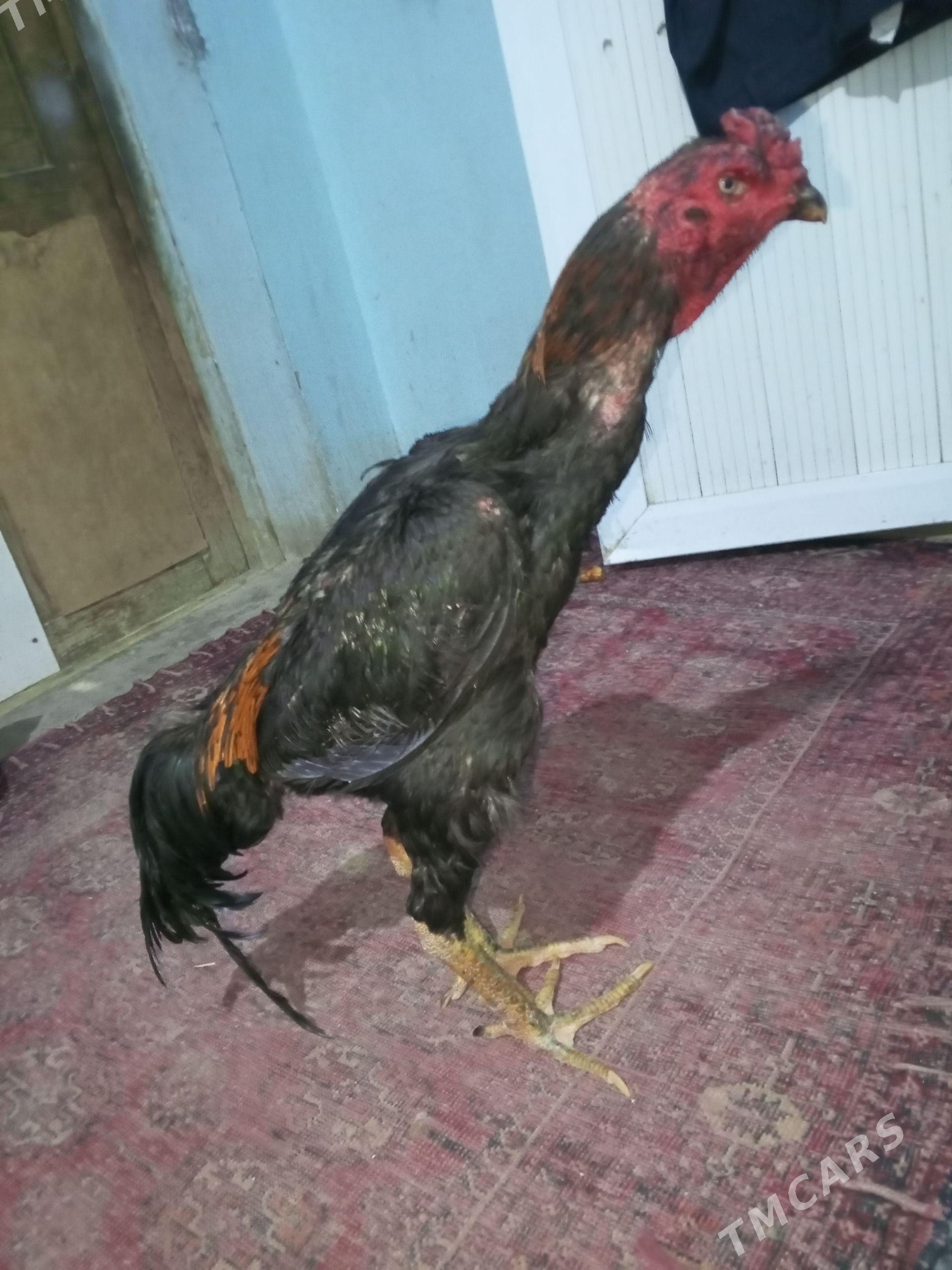 Baysow Horaz - Türkmenabat - img 1