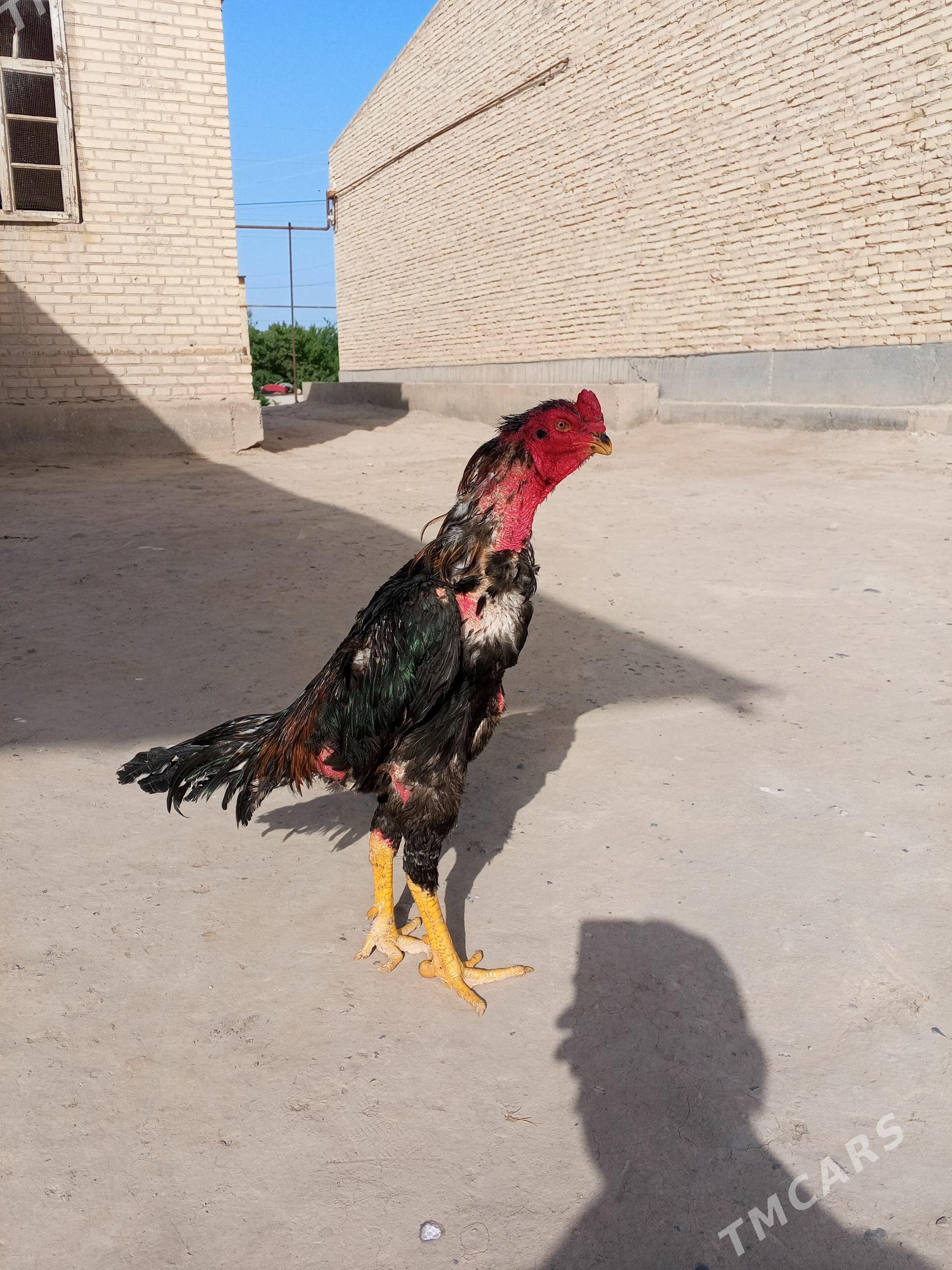 Babay Purca - Türkmenabat - img 1