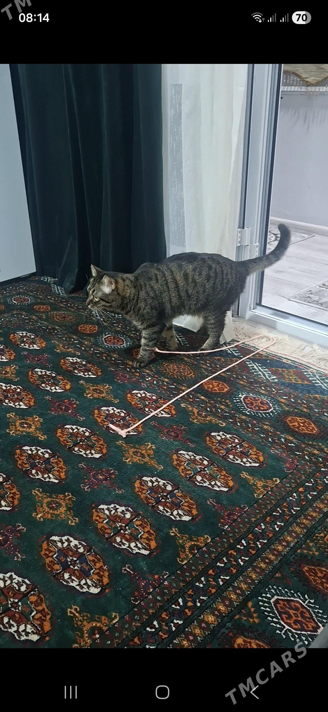 Кот - Gurtly - img 1