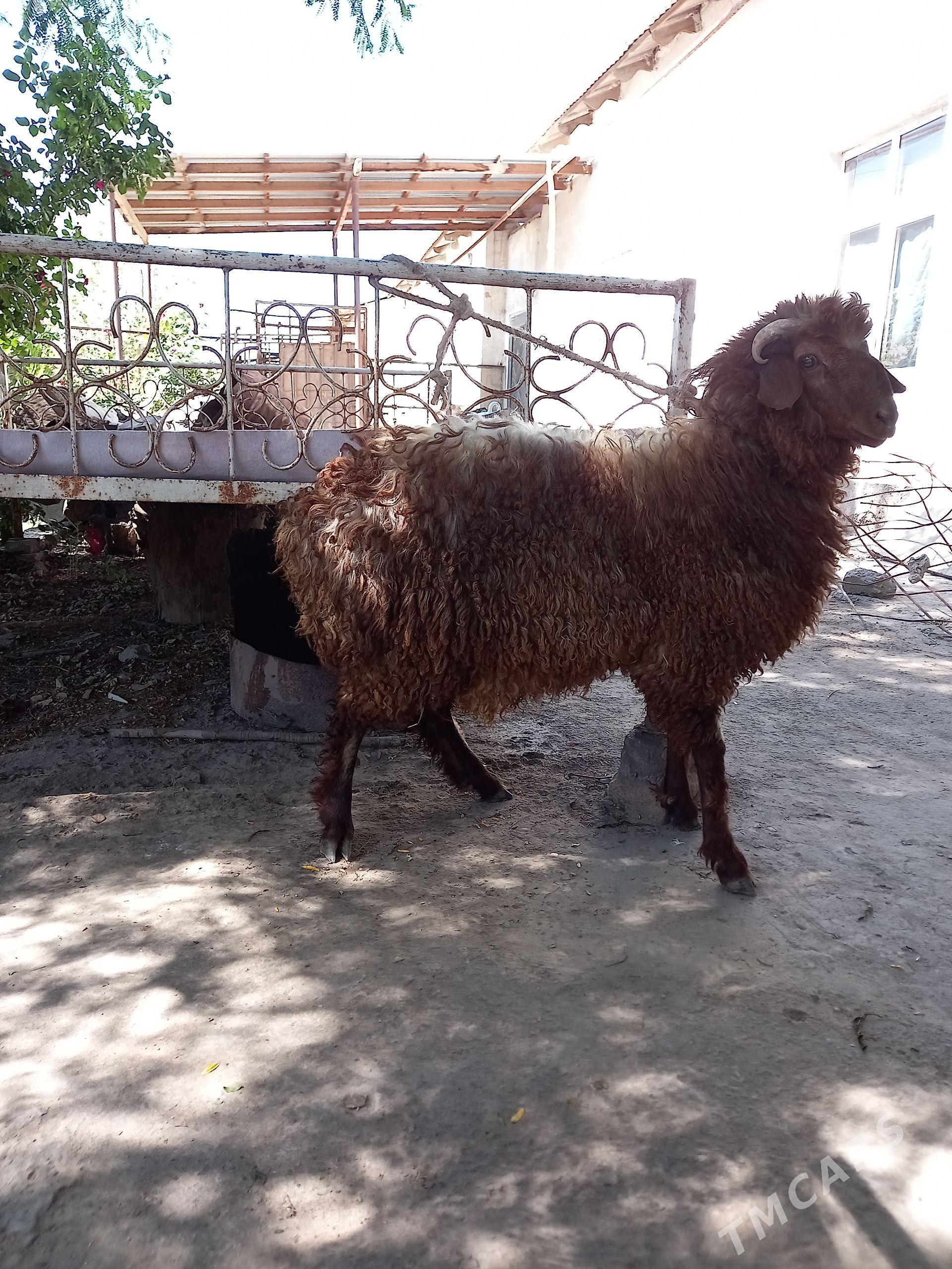 Tokly - Boldumsaz - img 1