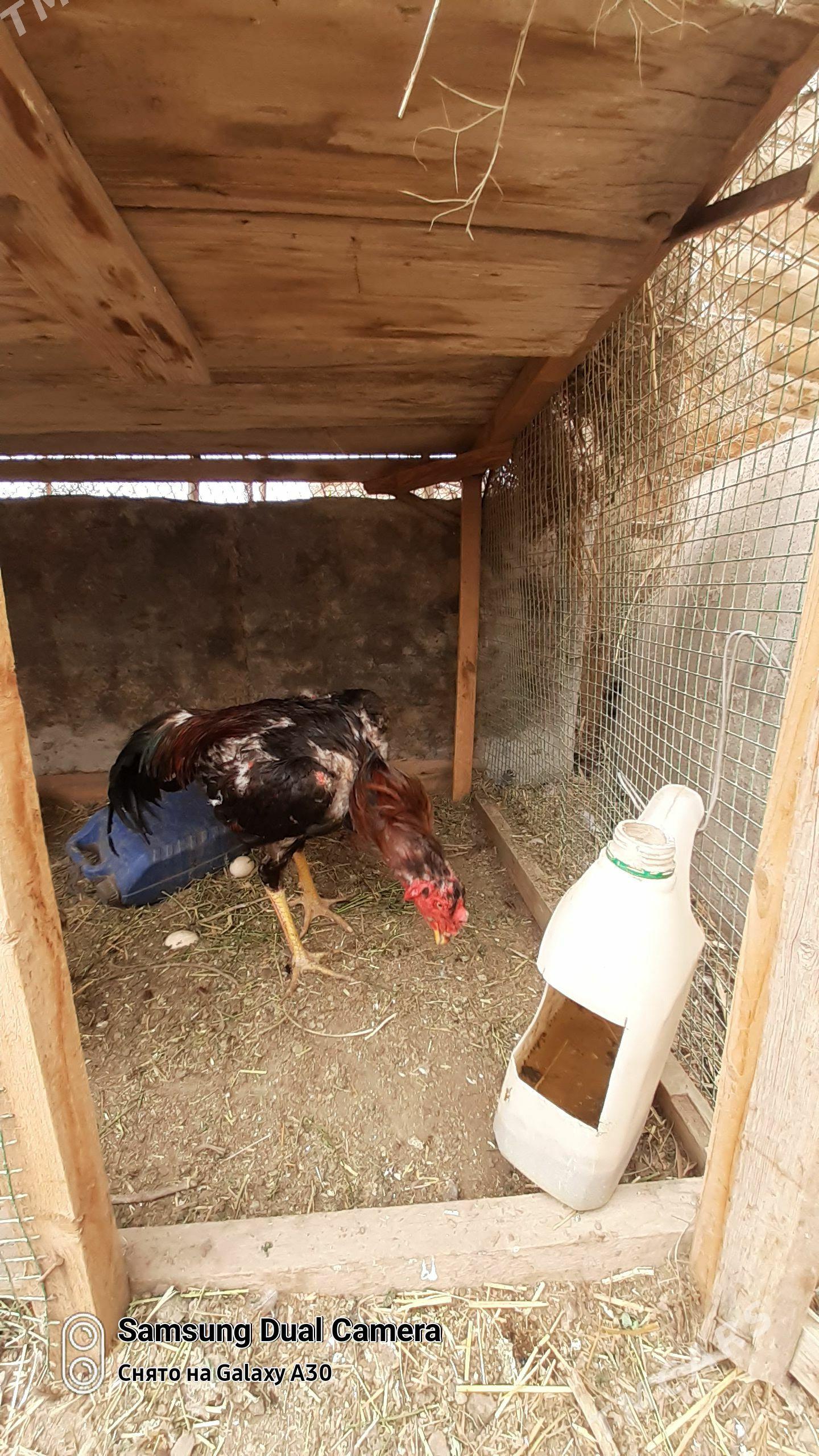 baysow yumurtga - Çärjew - img 1