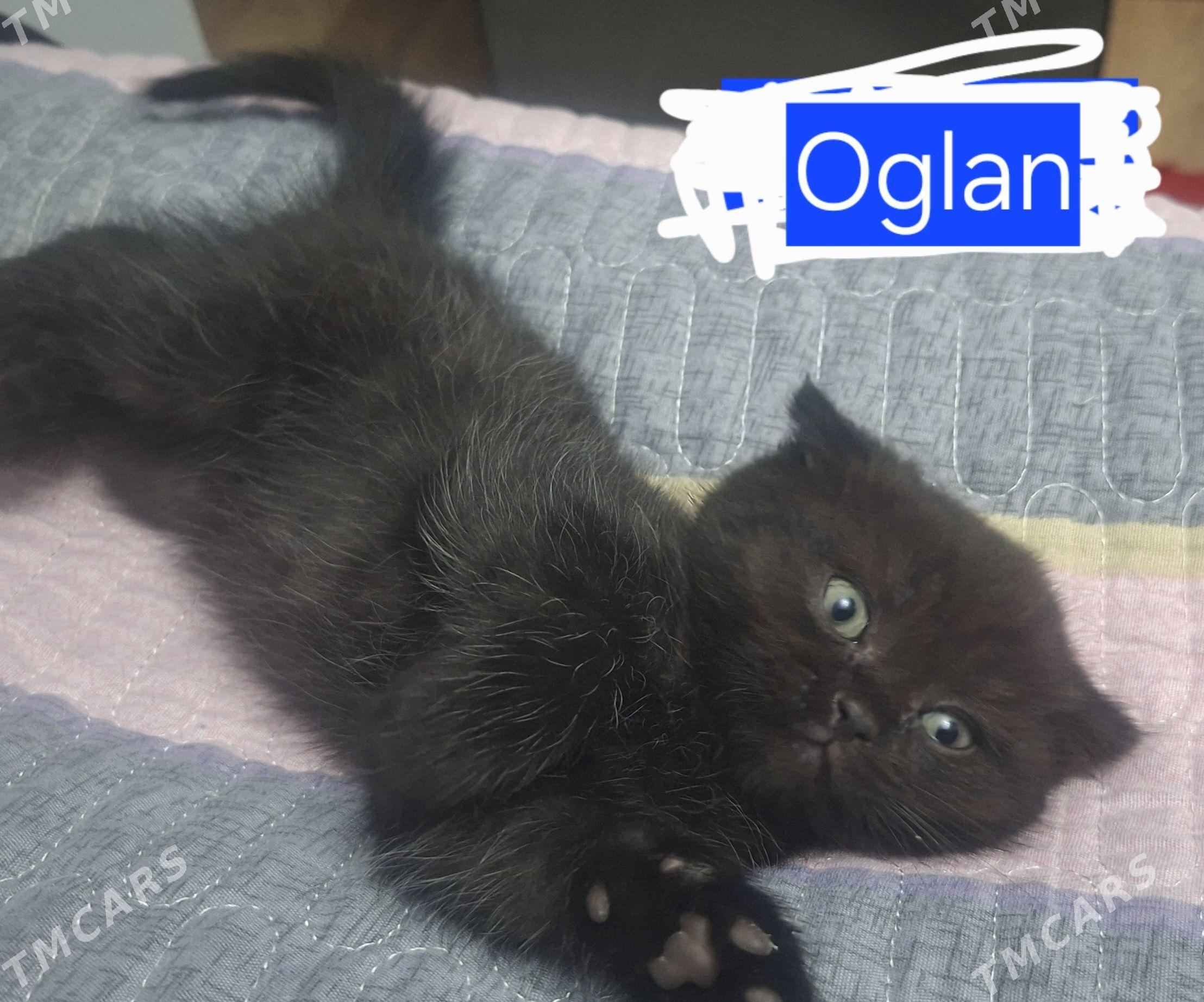 Oglan pișikler - Daşoguz - img 1