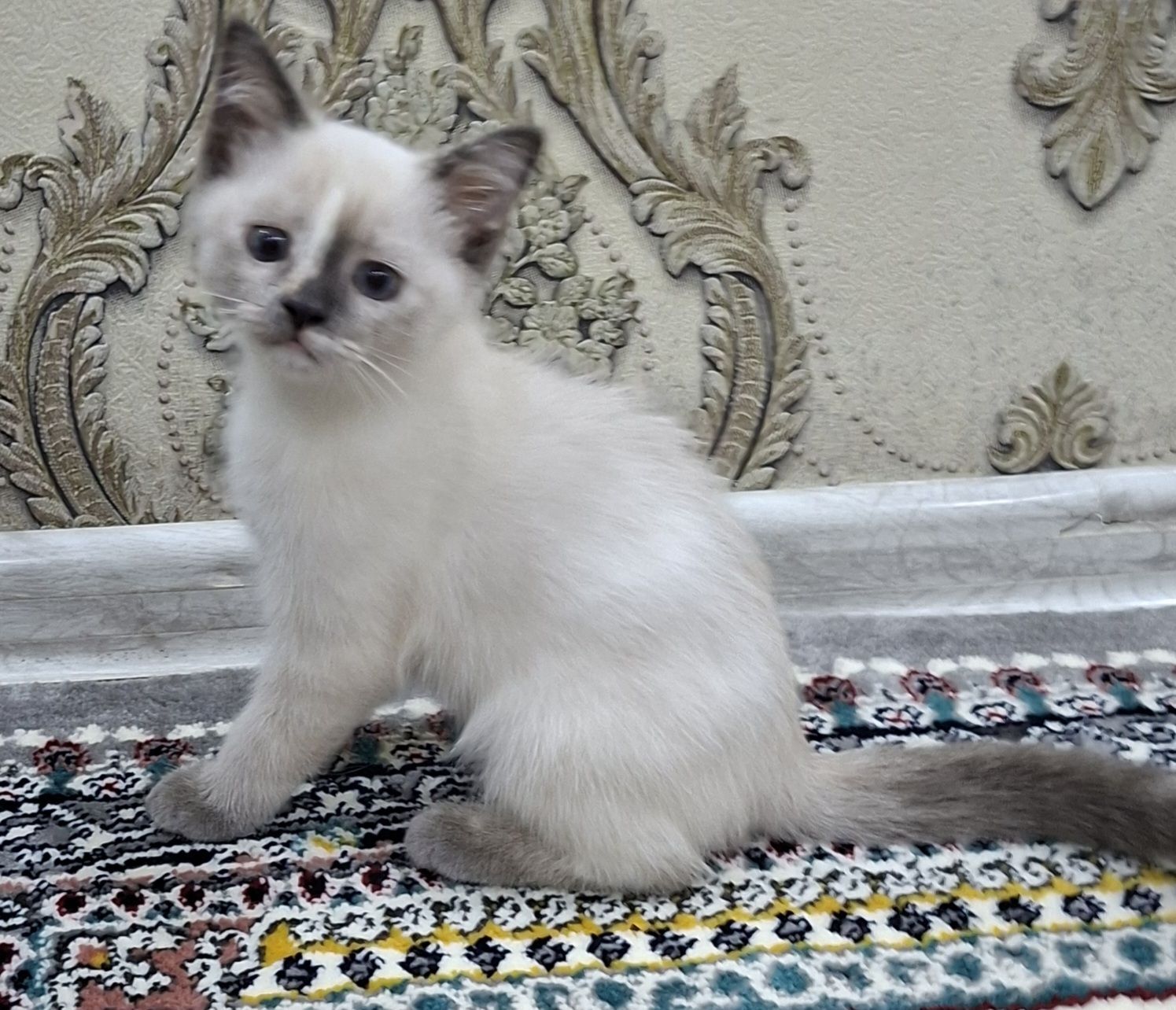 Giz pișik - Дашогуз - img 1