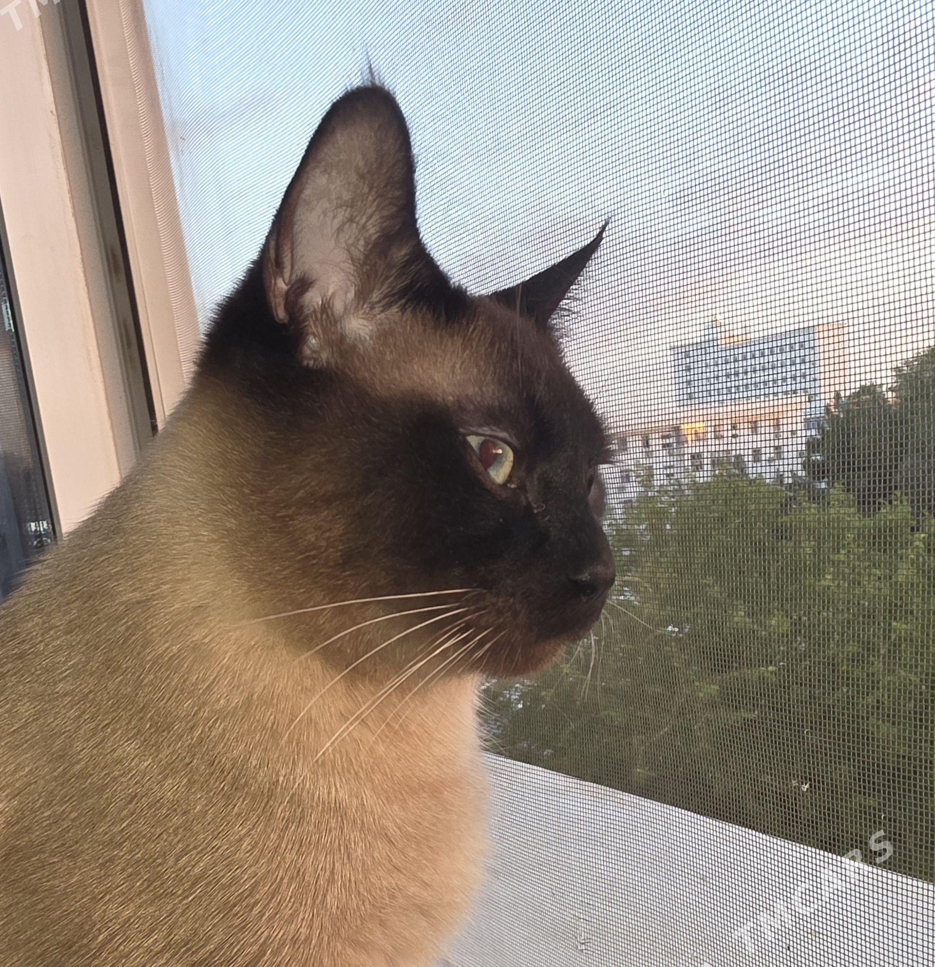 Pişik кот - Aşgabat - img 1