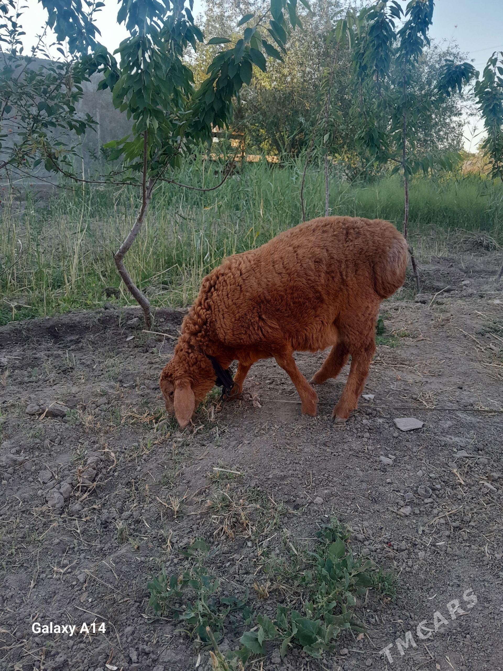 gusar guzy - Дашогуз - img 1