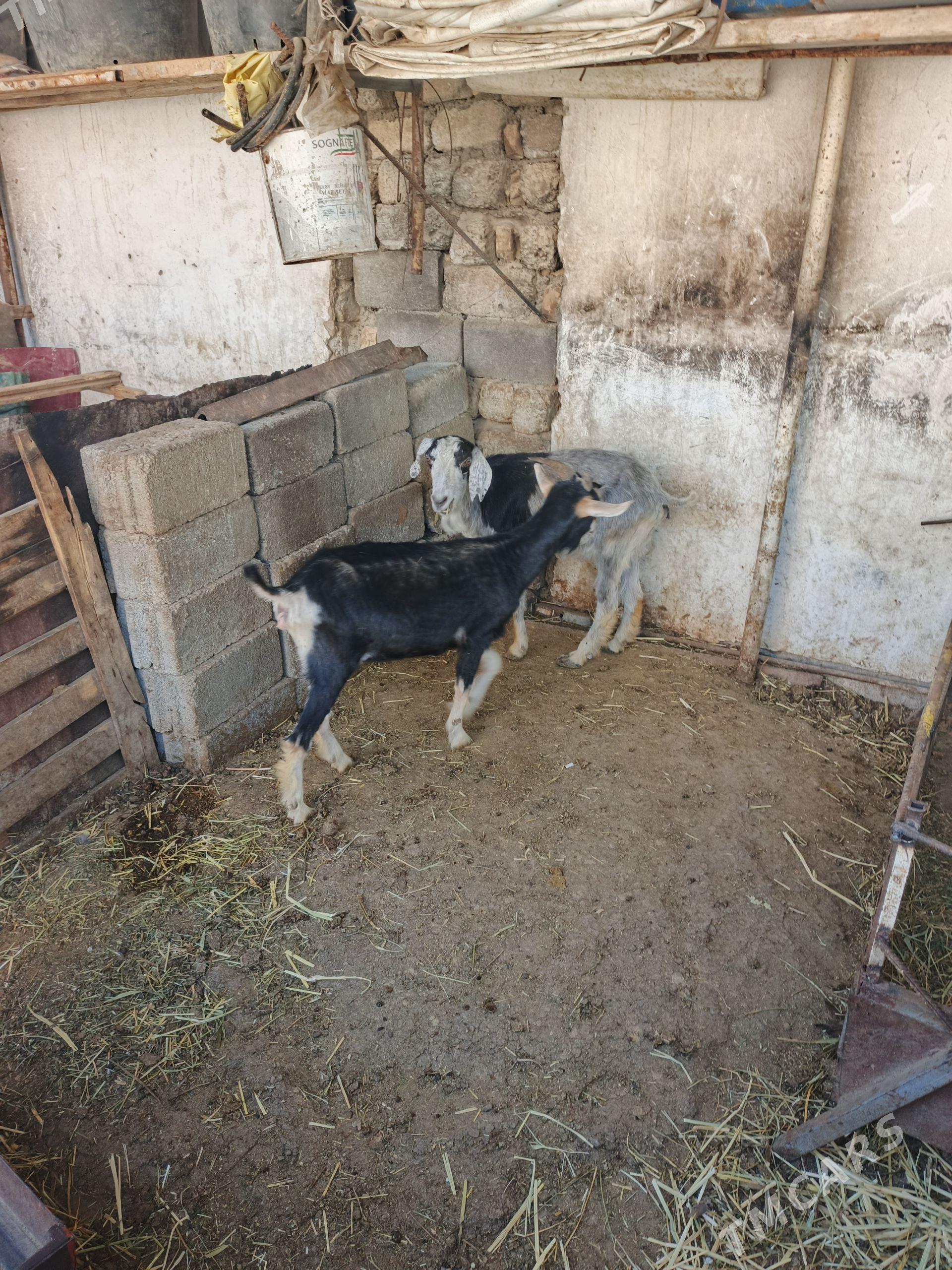 Gecii - Garadamak - img 1