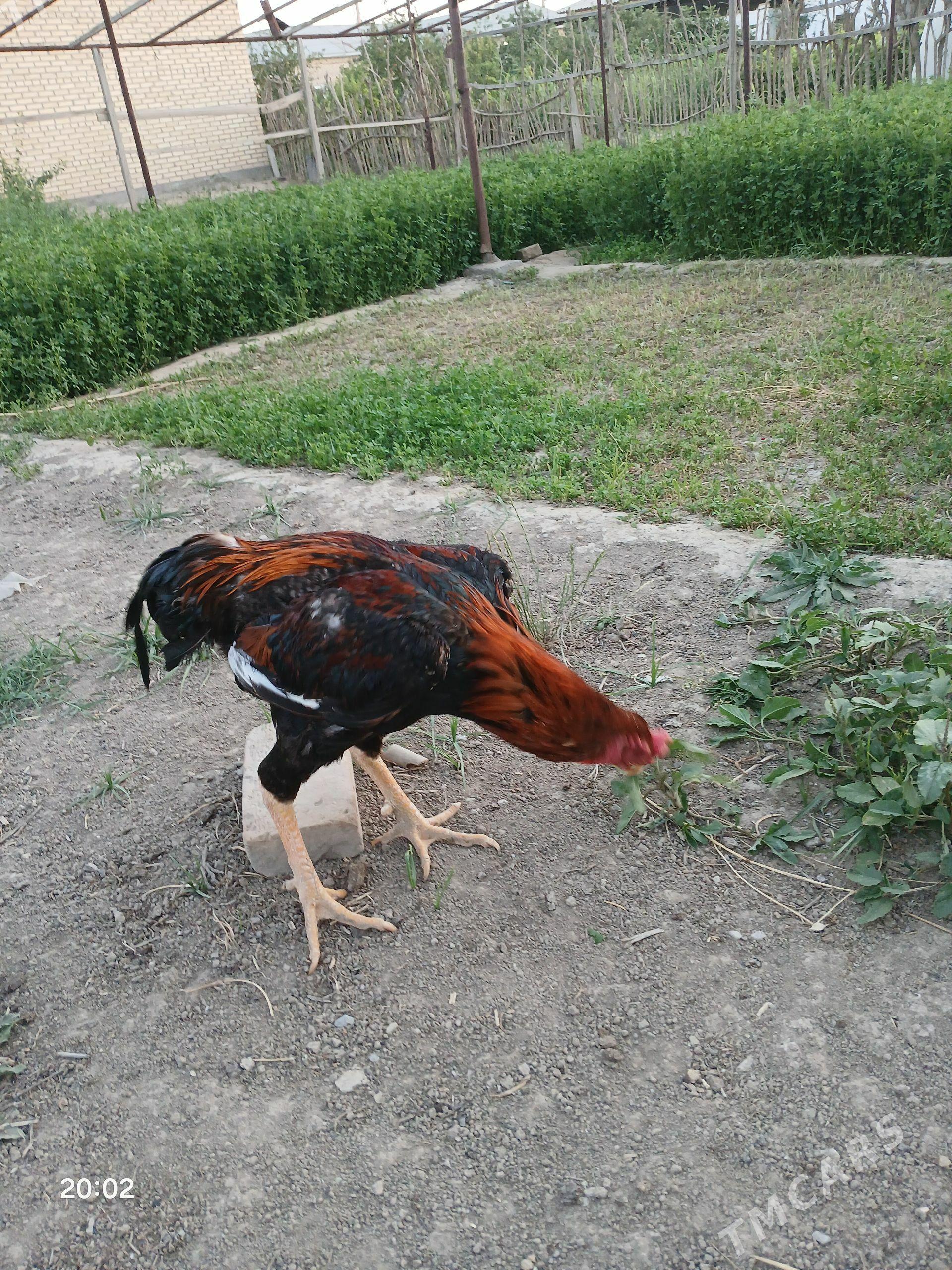 paroda horaz - Mary - img 1